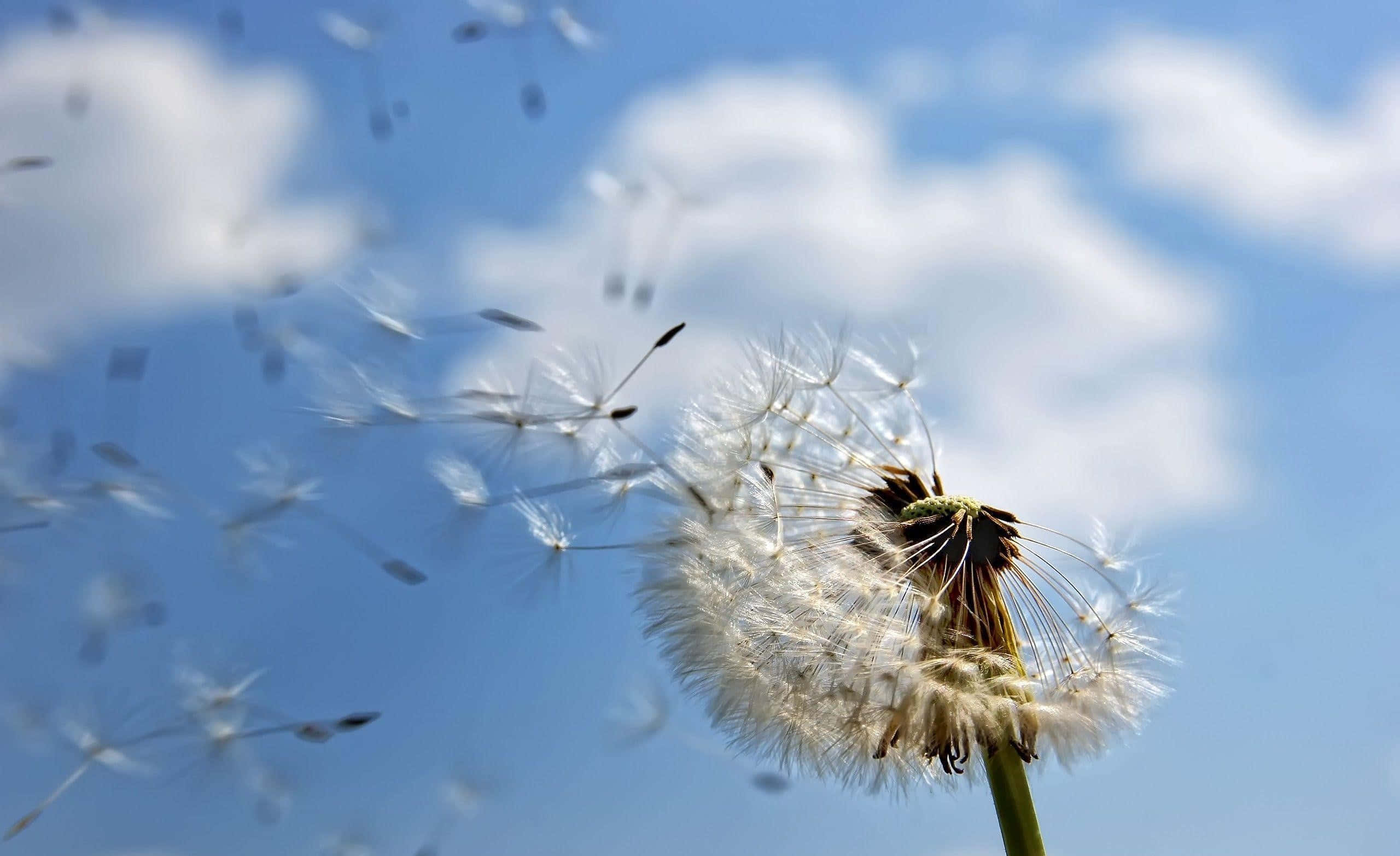 Dandelion 桌布 壁紙 — 蒲公英種子頭在明亮的藍天中釋放出蓬鬆的白色種子，伴隨著柔軟的雲朵。