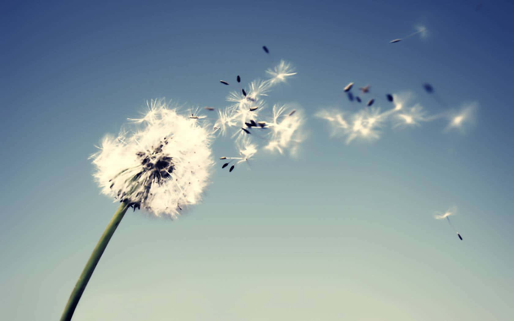 Dandelion 桌布 壁紙 — 蒲公英種子頭在晴朗的日子裡向清澈的藍天釋放出蓬鬆的白色降落傘。