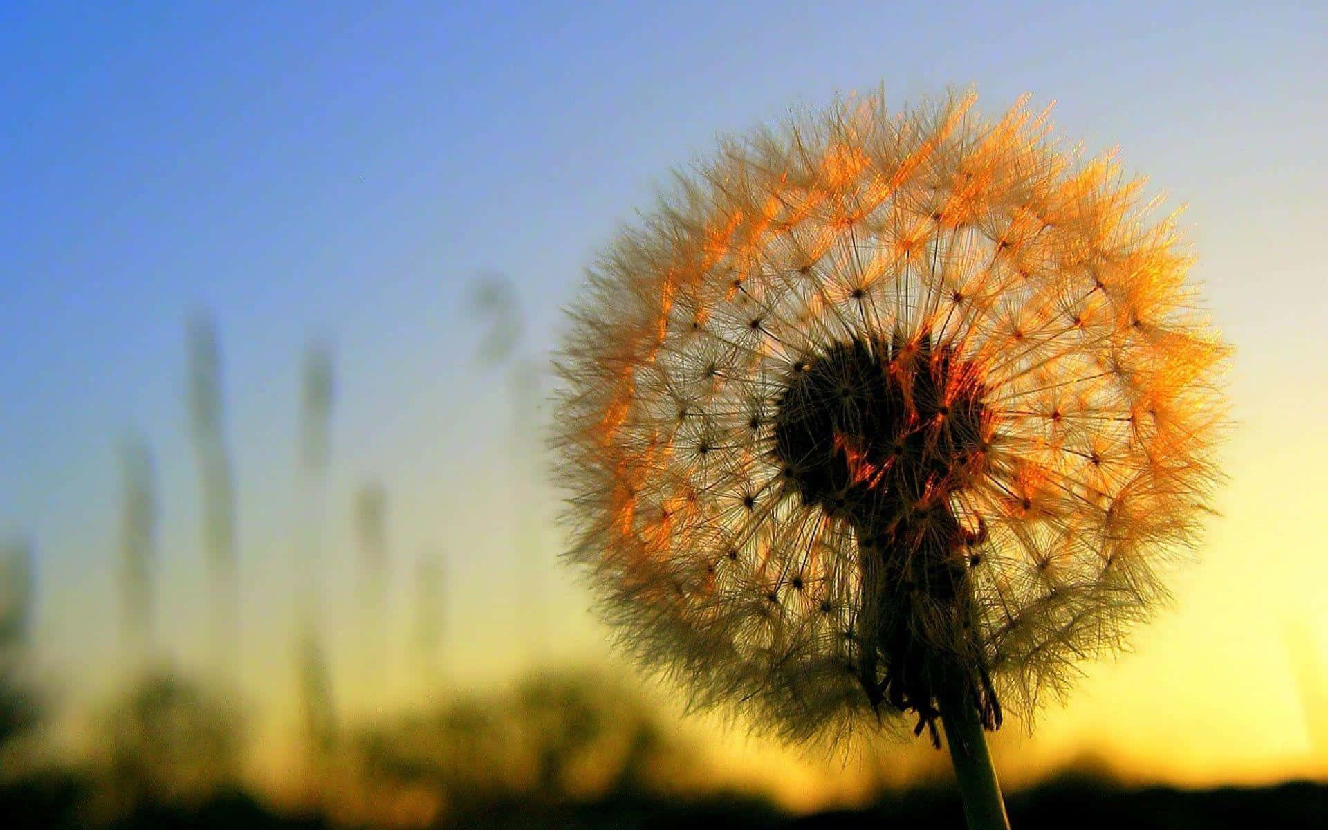 Dandelion 桌布 壁紙 — 蒲公英種子頭在柔和藍黃色日落天空的映襯下閃耀著金色光芒，背景中有模糊的草。