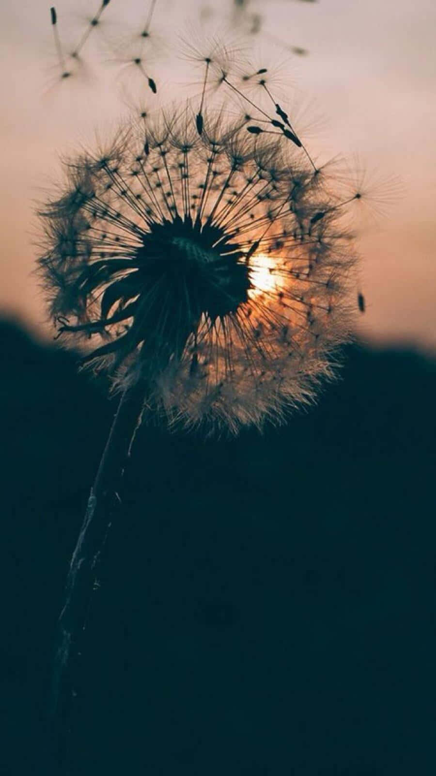Vintage Aesthetic Plant 桌布 壁紙 — 蒲公英種子頭在溫暖的日落天空下形成剪影，種子隨風飄散。