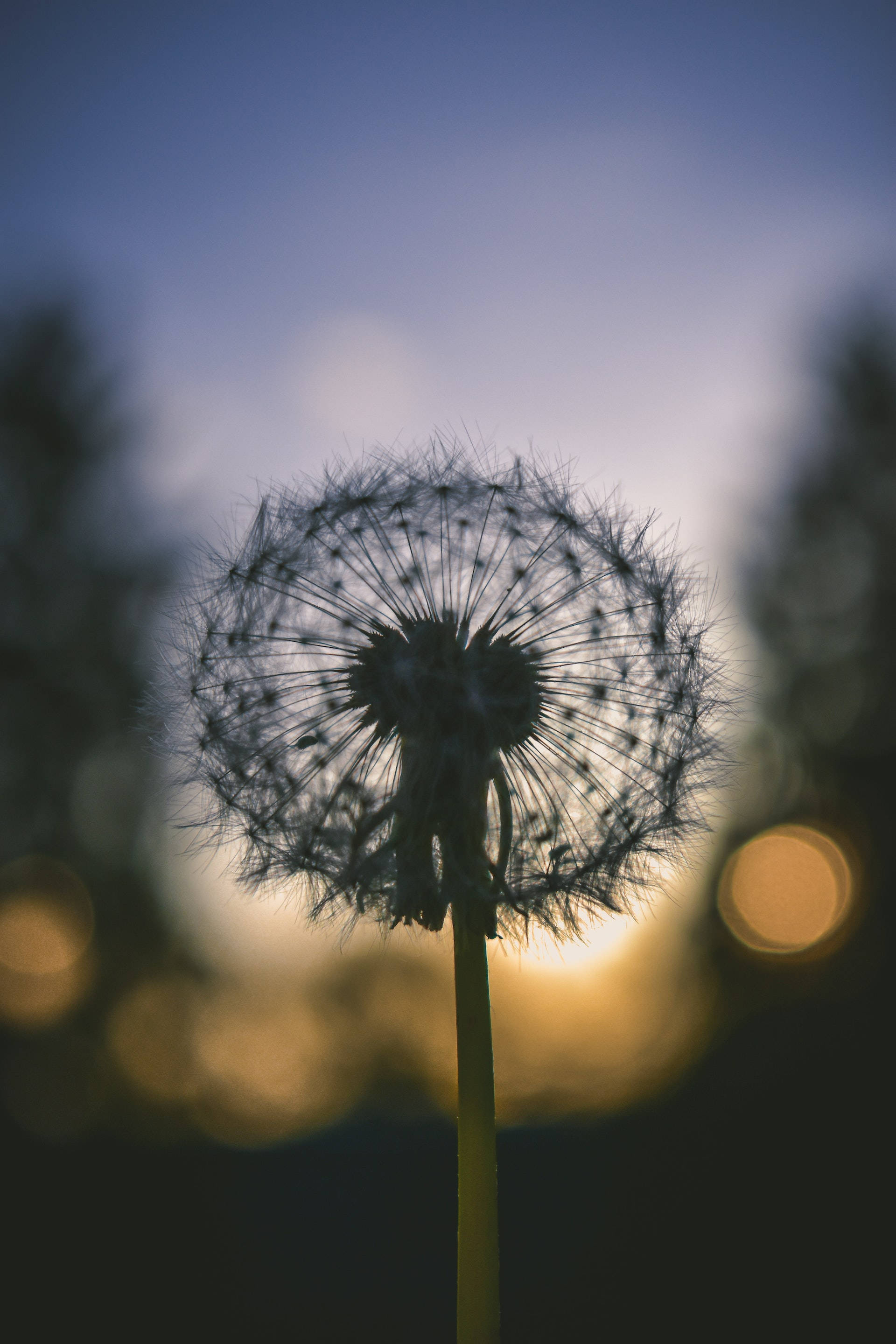 花朵 桌布 壁紙 — 蒲公英種子頭在金色日落天空的襯托下形成剪影，帶有柔和散景光點。