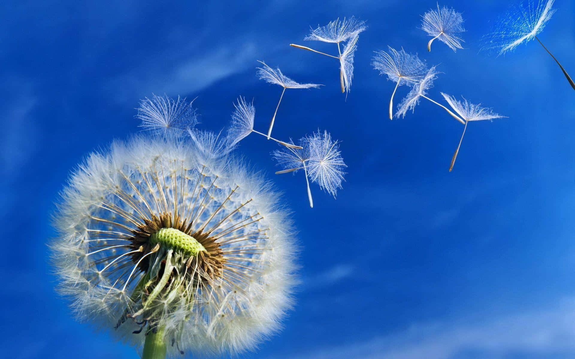 Dandelion 桌布 壁紙 — 蒲公英種子頭將蓬鬆的白色種子釋放到帶有縷縷白雲的鮮豔藍天中。