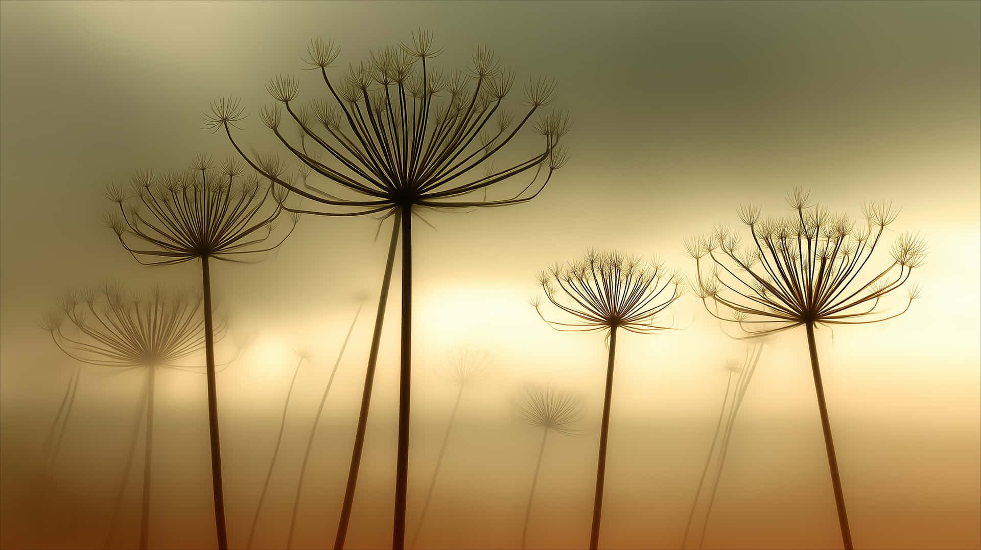 Silhouettes of Dry Wildflower Umbrellas Against Golden Haze 壁紙 — 蒲公英種子頭的剪影在柔和發光的日落天空下高高聳立。