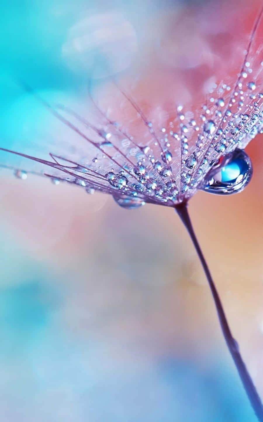 Water Drop 桌布 壁紙 — 蒲公英種子頭的近距離特寫，在柔和粉彩散景背景上閃爍著露珠。