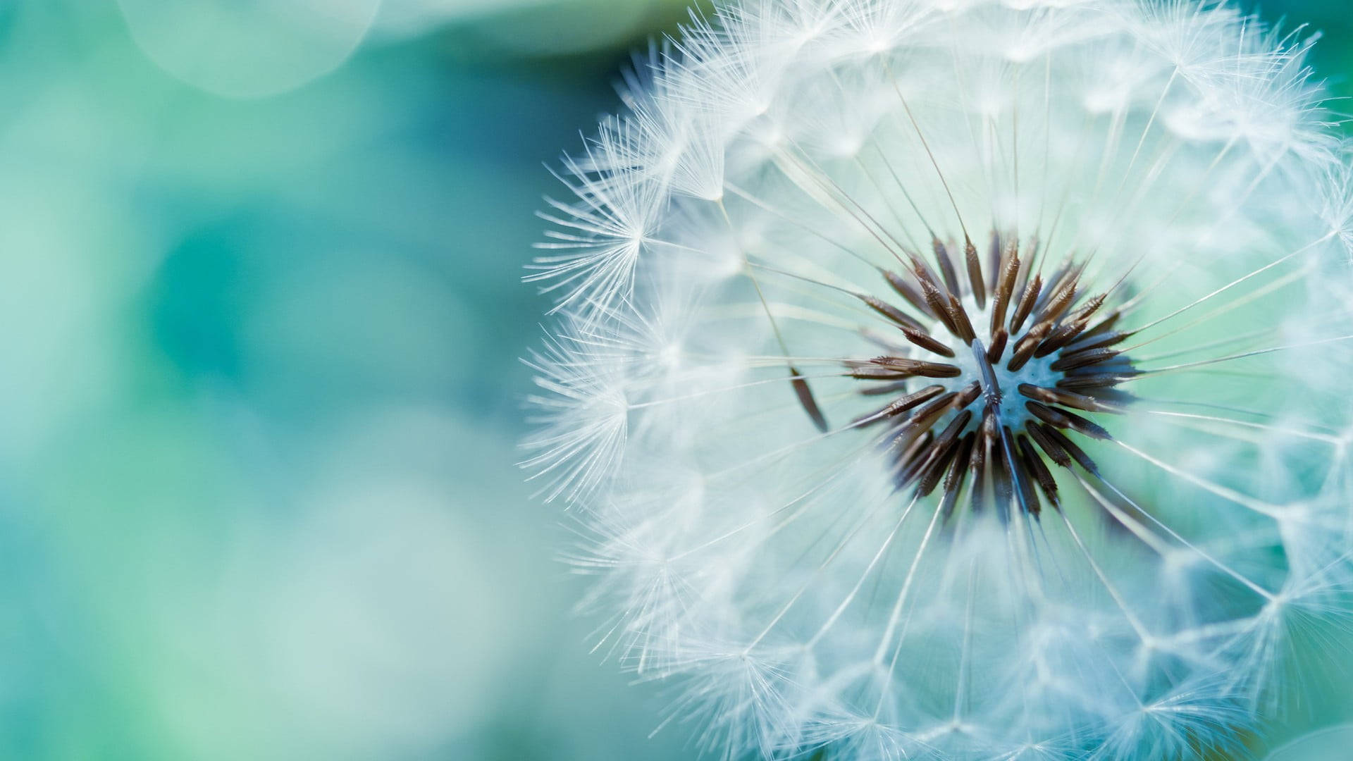 Dandelion 桌布 壁紙 — 蒲公英種子頭的近距離特寫，帶有精緻的白色絨毛，背景是柔和的青綠色散景。