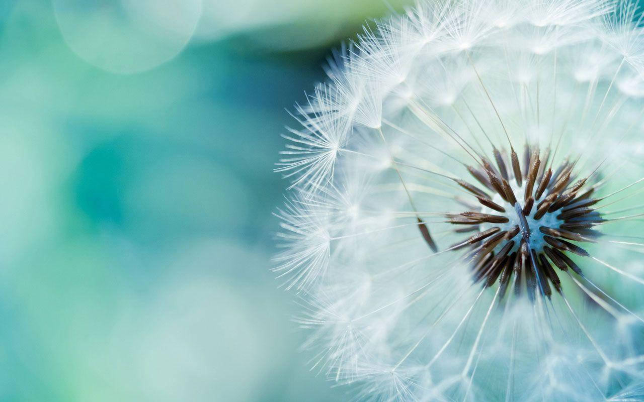 花 桌布 壁紙 — 蒲公英種子頭的近距離特寫，帶有精緻的白色絨毛，背景是柔和的青綠色散景。