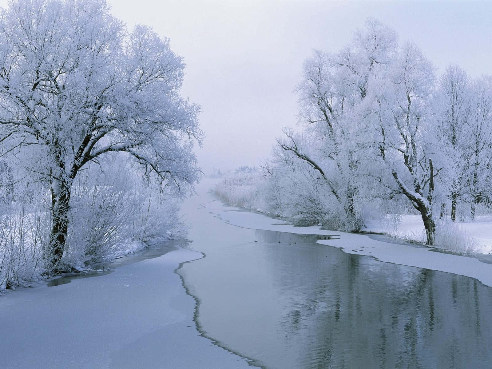 Cute Winter Aesthetic 桌布 壁紙 — 蒼白天空下，積雪覆蓋的樹木排列在一條部分結冰的河邊，構成寧靜的冬日景象。
