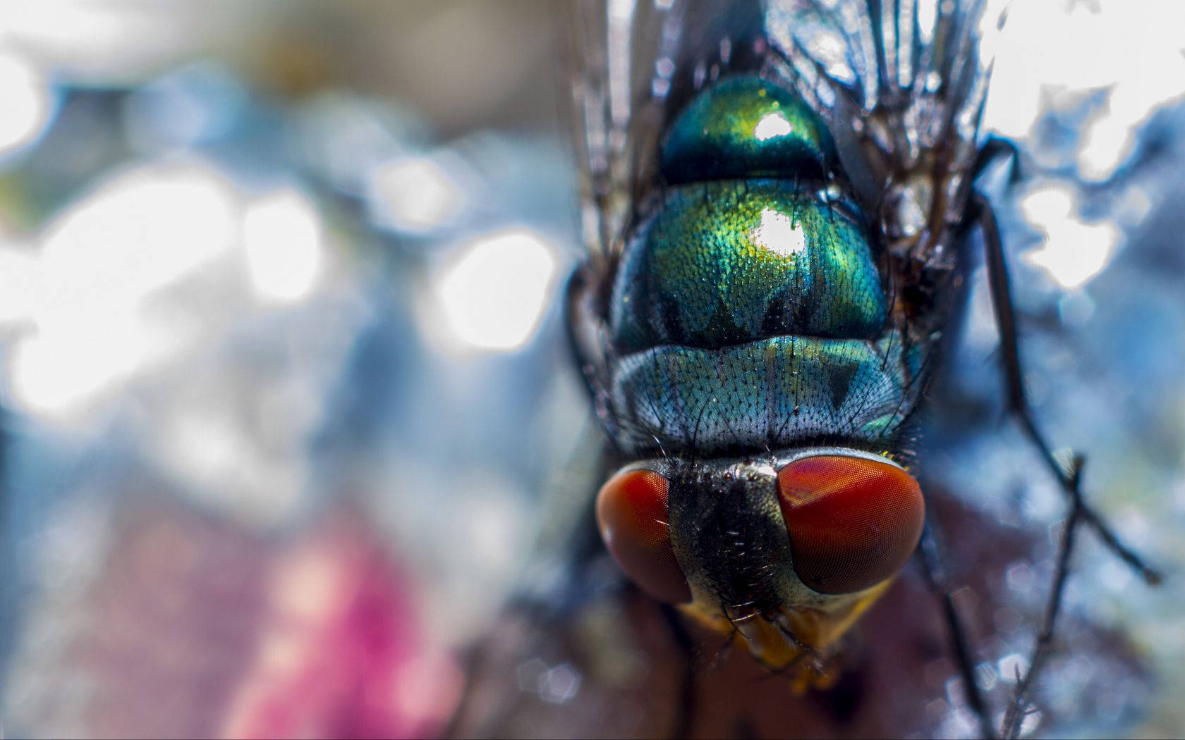 fly 桌布 壁紙 — 蒼蠅虹彩綠色頭部和紅色複眼的極端特寫，背景為模糊的散景。