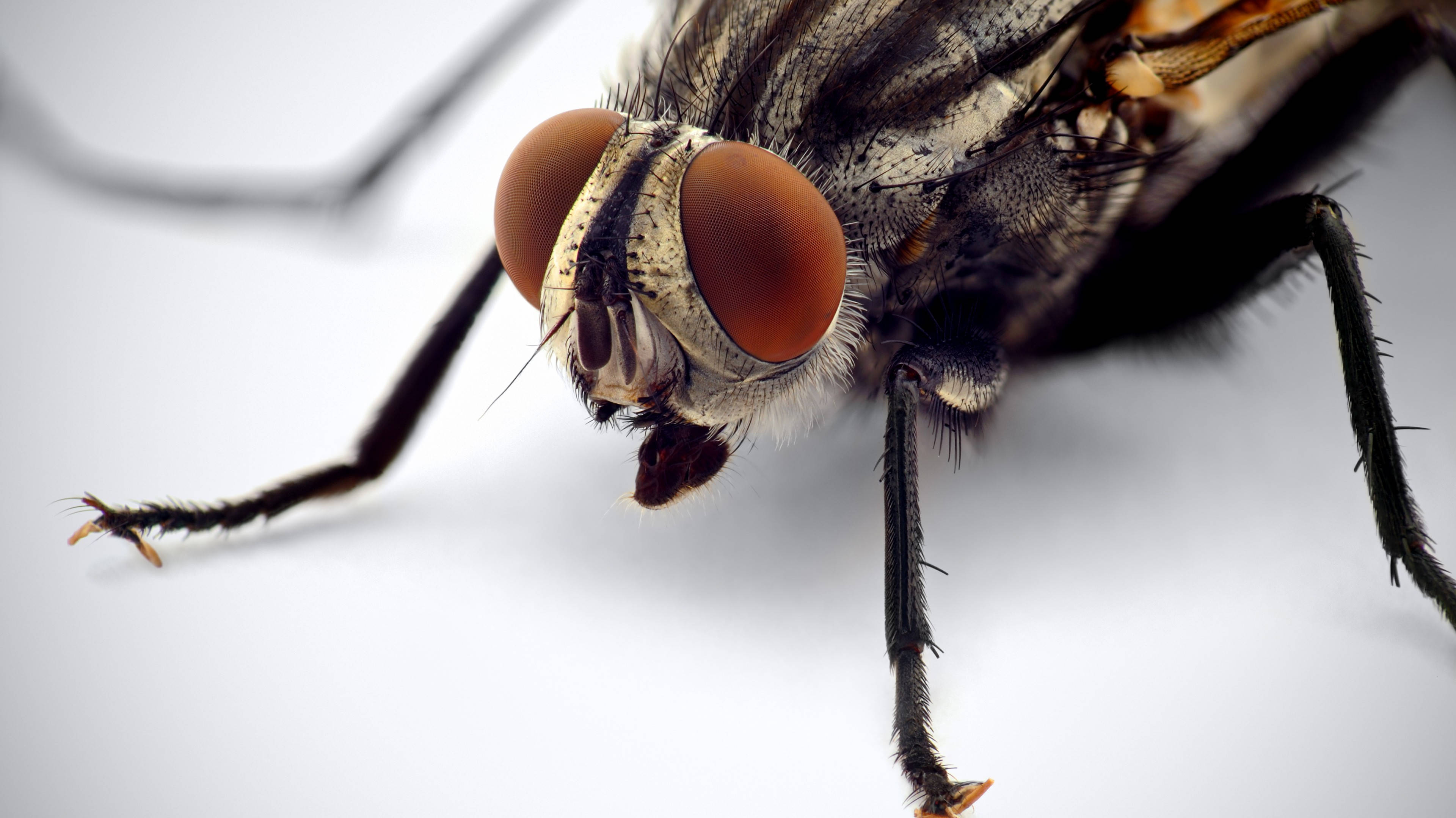 fly 桌布 壁紙 — 蒼蠅頭部的極致微距拍攝，在純白背景上展示出巨大的紅色複眼和細毛。