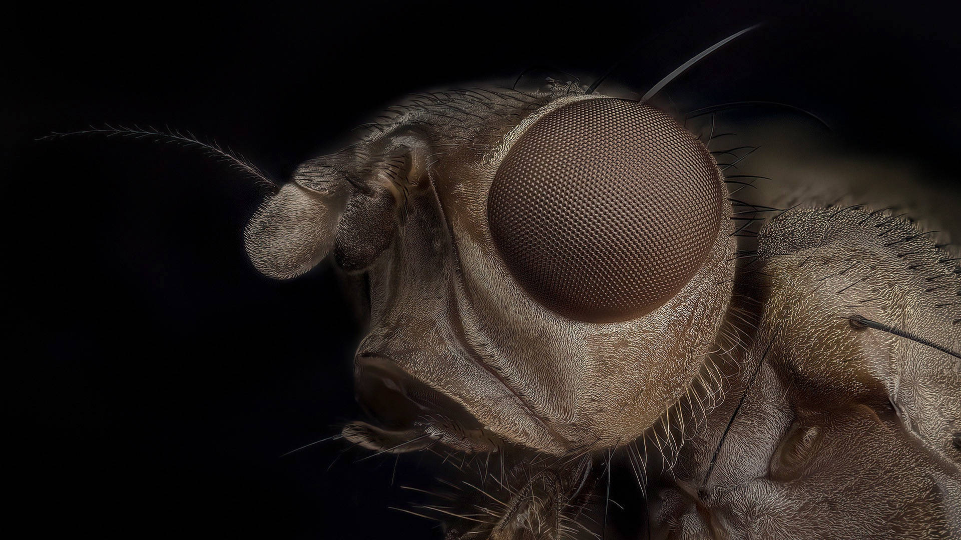 fly 桌布 壁紙 — 蒼蠅頭部的極致微距拍攝，在黑色背景下展現複雜的複眼和細毛。