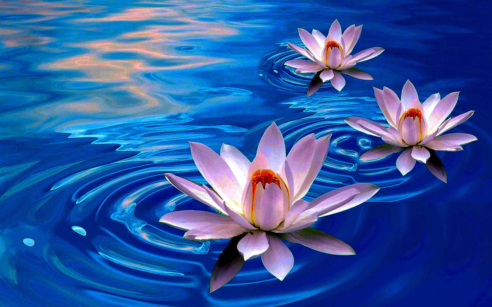 蓮花圖片 壁紙