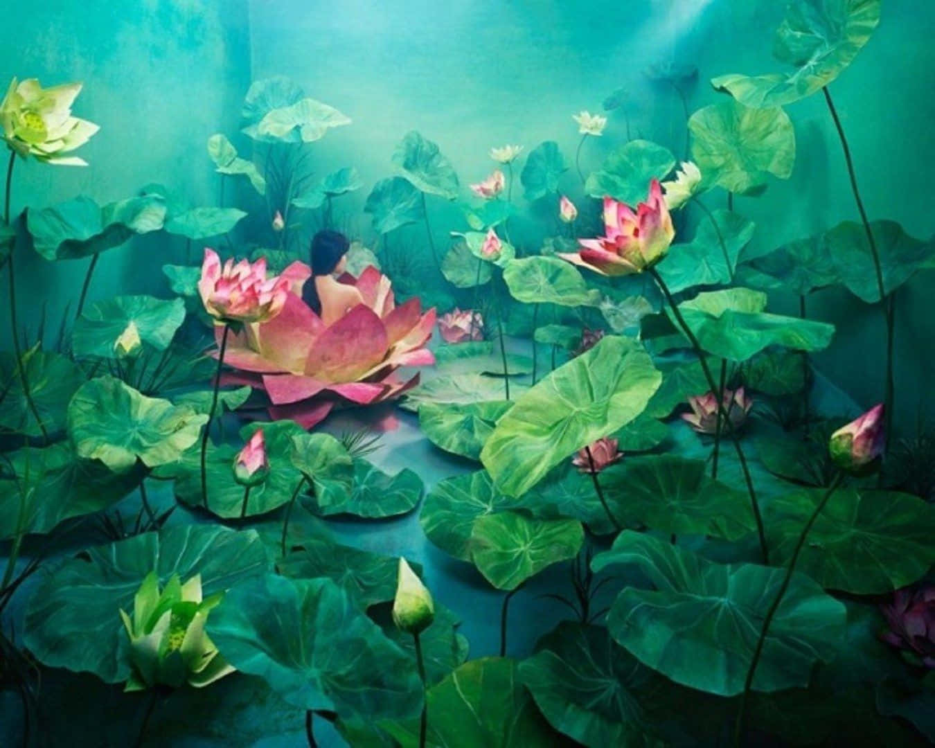 蓮花圖片 壁紙