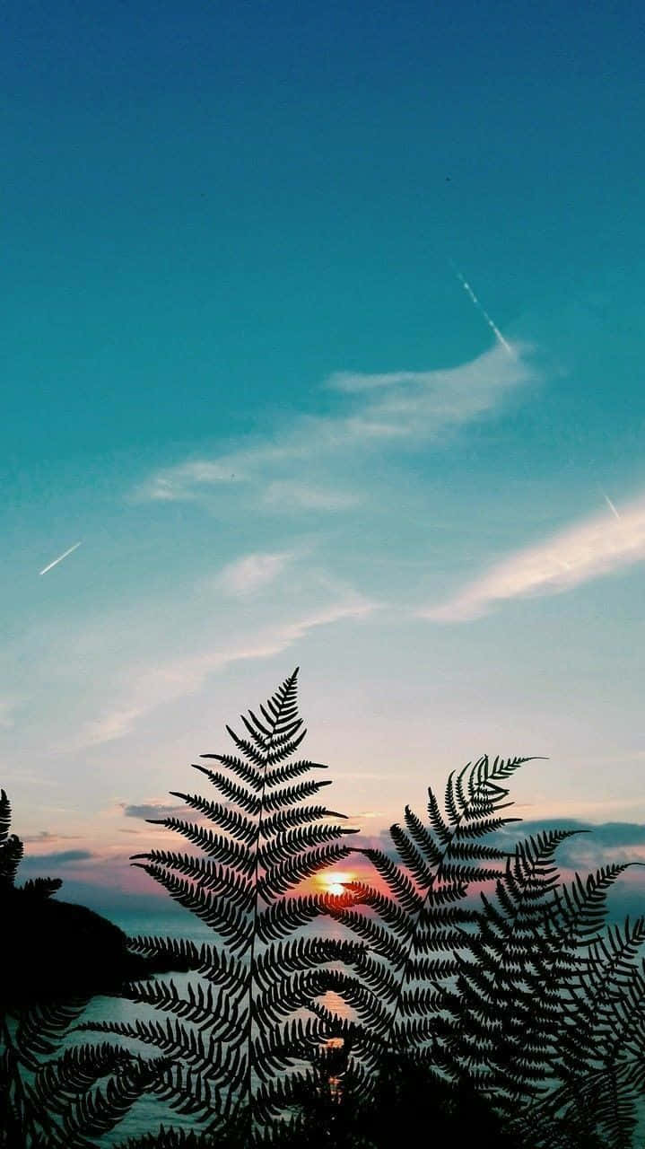 桌布 壁紙 — 蕨葉剪影框住水面上的夕陽餘暉，天空呈藍綠色，帶有飛機雲條紋。