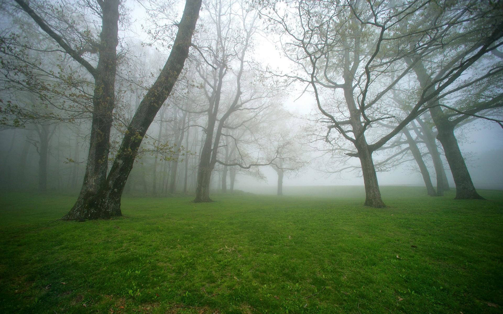 Foggy 桌布 壁紙 — 薄霧清晨，寧靜的森林中，光禿的樹木與鮮綠的草地沐浴在柔和散射光下。