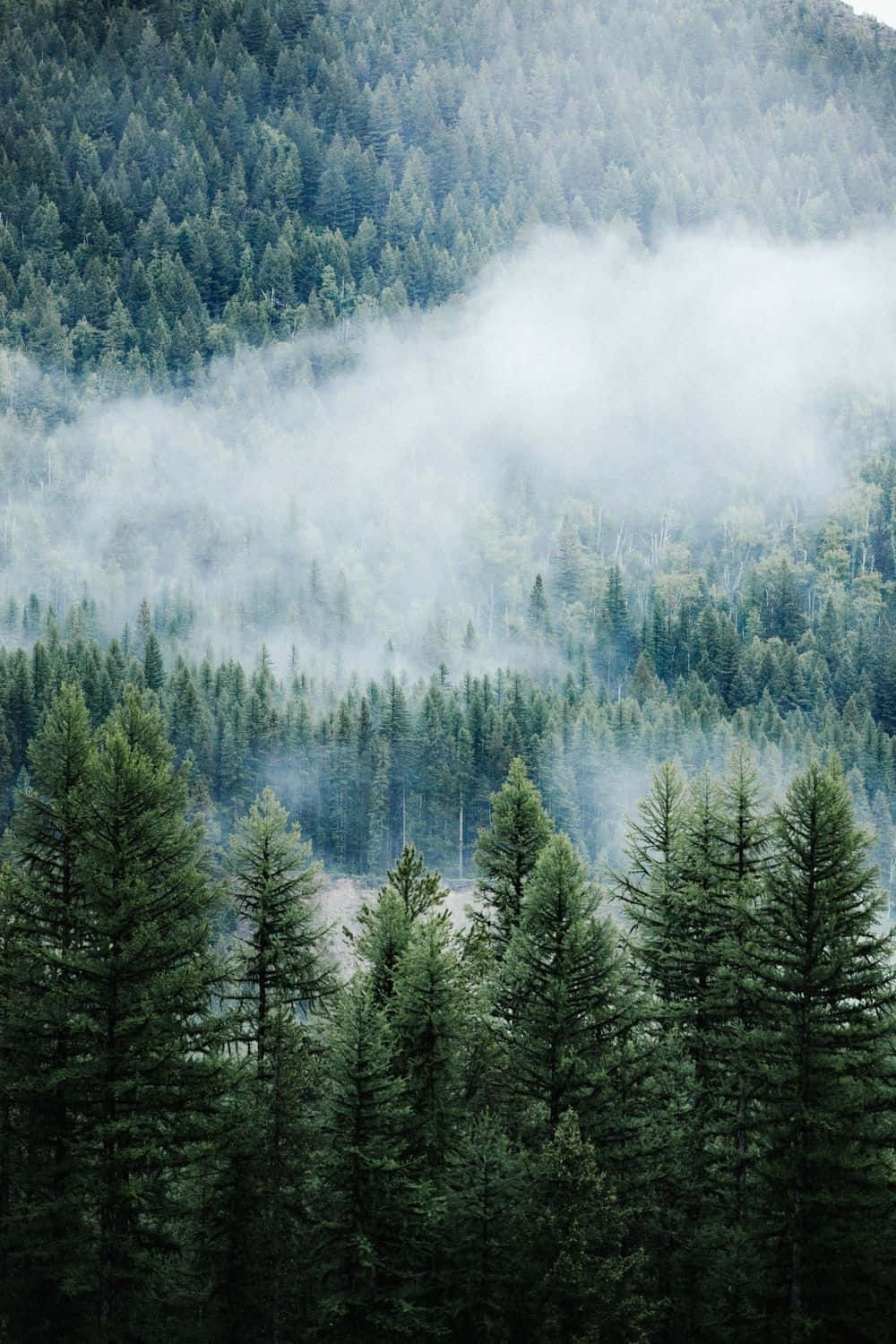 Pine Tree 桌布 壁紙 — 薄霧穿過茂密的常綠森林，以清涼的綠色和灰色色調覆蓋山坡。