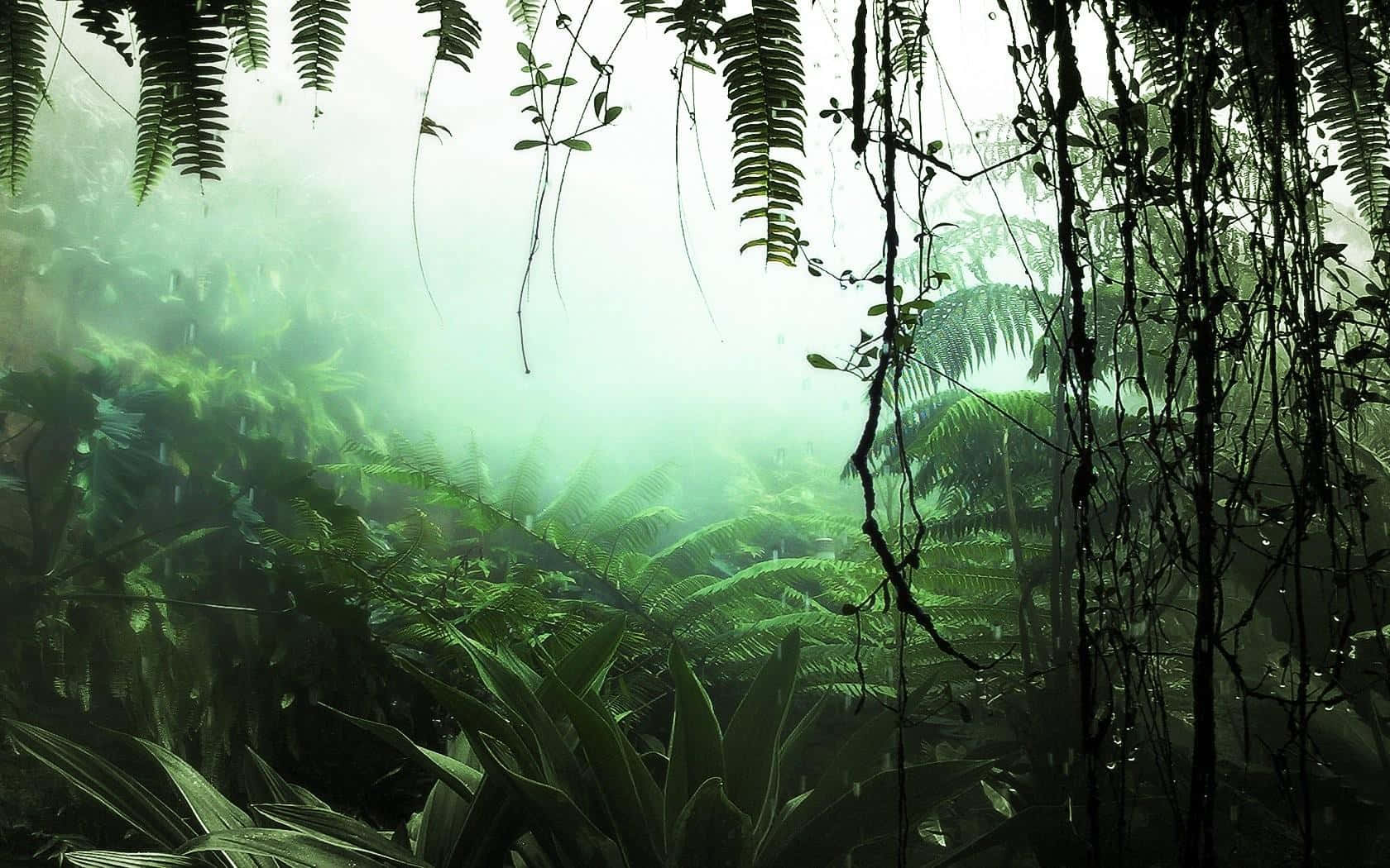 雨林 桌布 壁紙 — 薄霧籠罩的叢林樹冠，懸掛的藤蔓和蕨類植物沐浴在透過茂密葉片過濾的柔和綠光中。