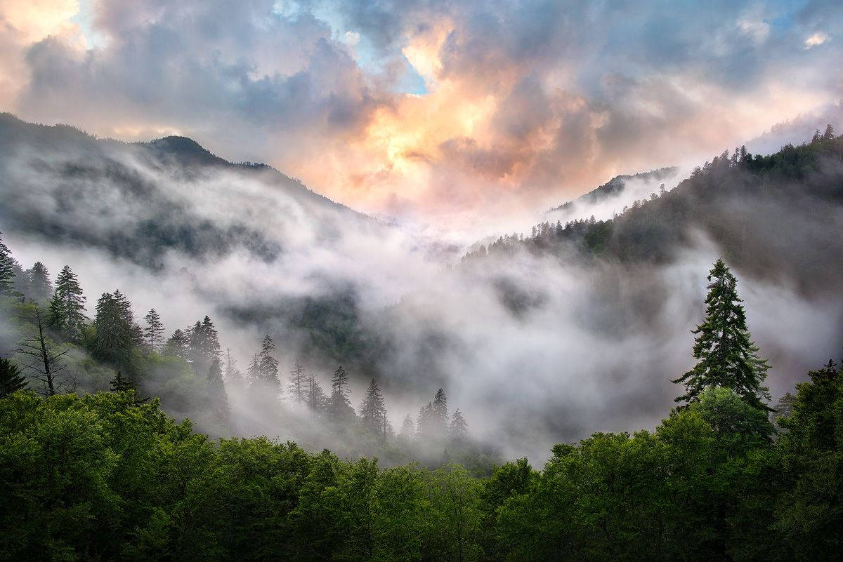 Smoky Mountains 桌布 壁紙 — 薄霧籠罩的山巒披上柔軟的雲層，在金色晨光穿透松林時閃耀著光芒。