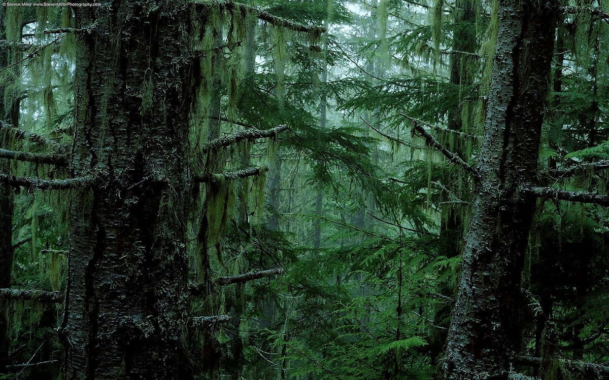 Beautiful Forest 桌布 壁紙 — 薄霧籠罩的森林，樹木披滿苔蘚，濃密的綠色樹冠在昏暗光線下。