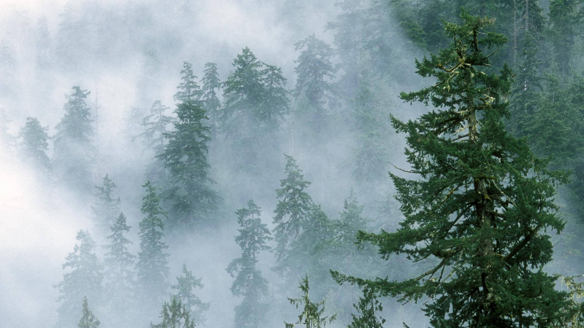 Foggy 桌布 壁紙 — 薄霧籠罩的森林，高大的常綠樹木部分被濃霧遮擋，營造出寧靜而神秘的氛圍。