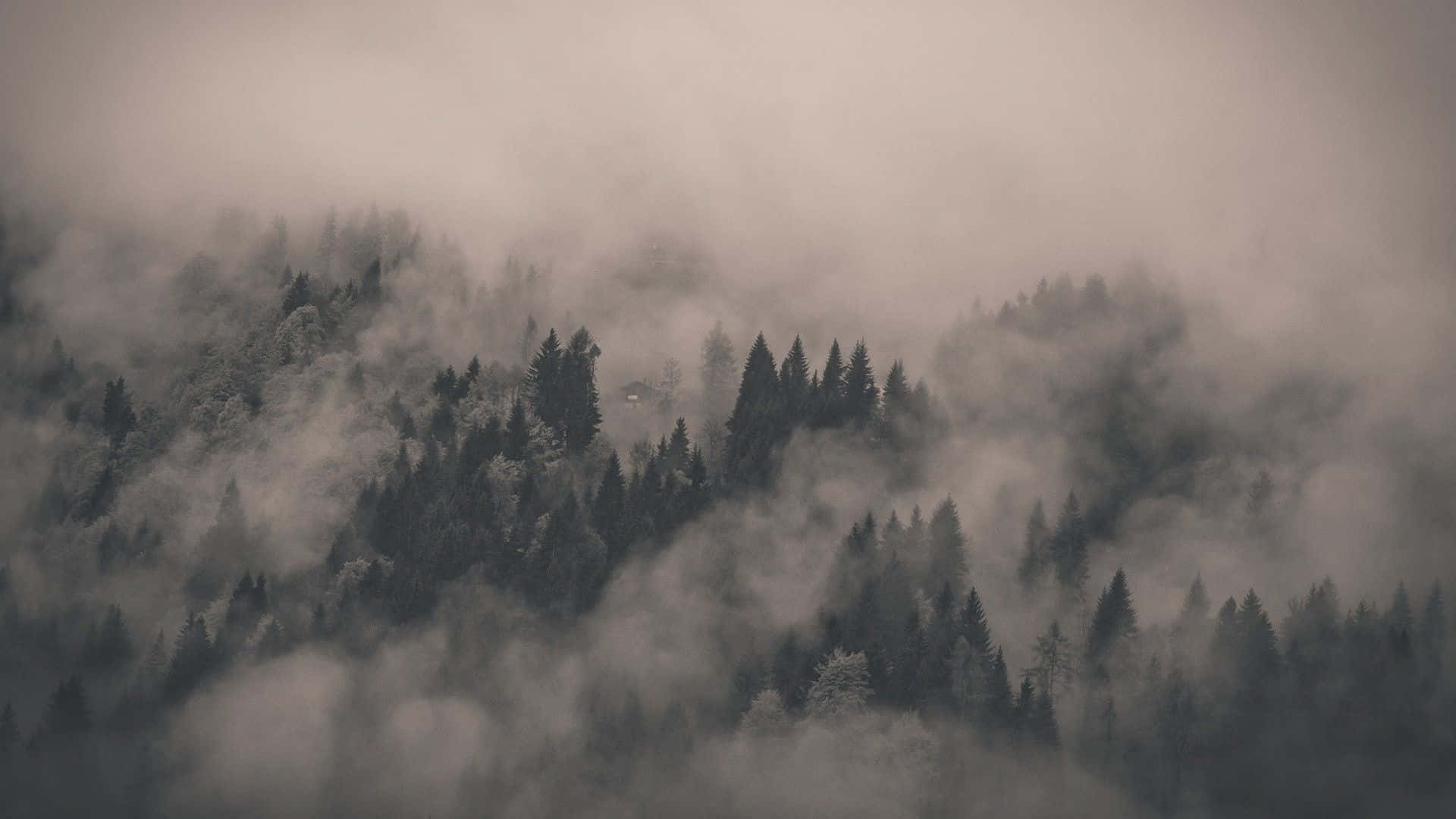 Forest Desktop 桌布 壁紙 — 薄霧籠罩的森林山脈部分被濃霧遮擋，營造出寧靜而神秘的氛圍。