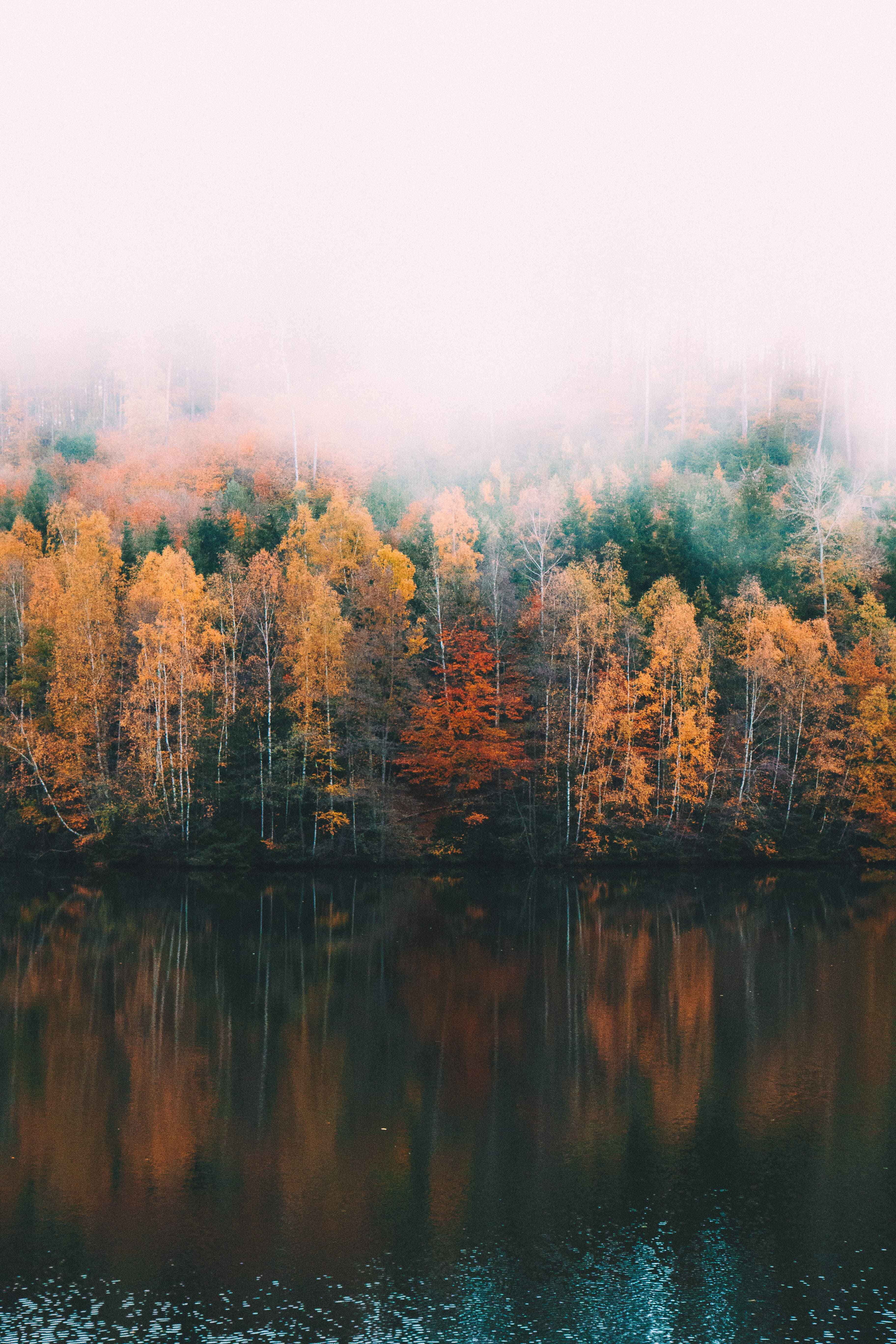 Fall Fog 桌布 壁紙 — 薄霧籠罩的秋日森林，金色白樺樹倒映在平靜的湖水中，天空柔和多雲。