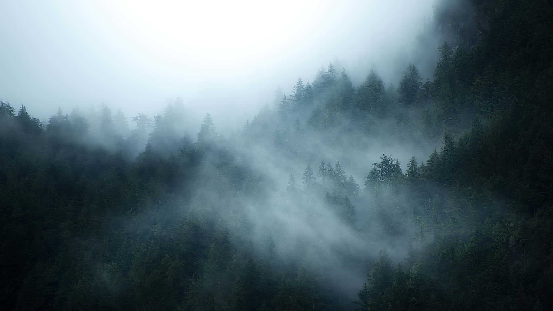 Fog 桌布 壁紙 — 薄霧籠罩著茂密的常綠森林，在涼爽陰天緩緩流動。