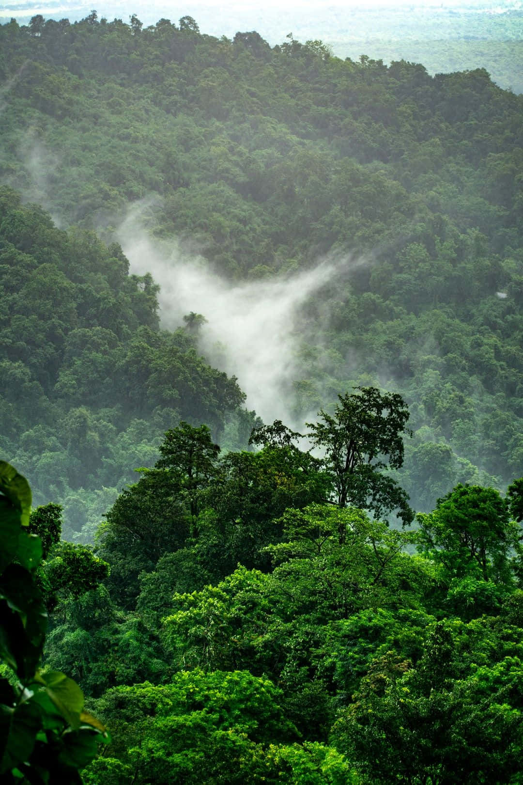 Tree Phone 桌布 壁紙 — 薄霧雲朵在柔和日光下飄過茂密的翡翠色叢林樹冠。