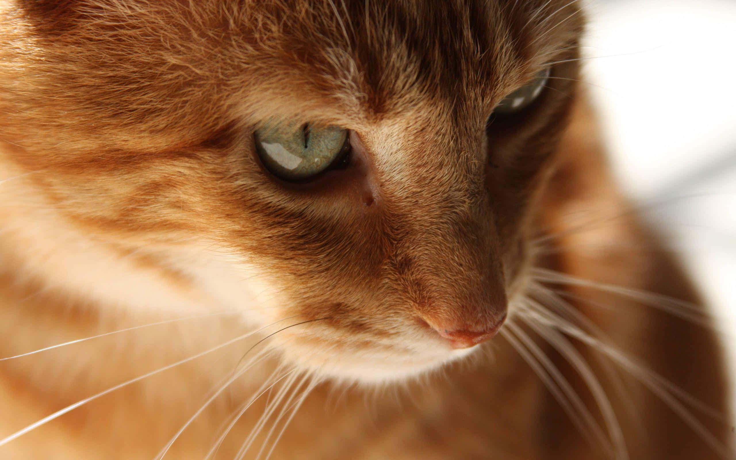 Tabby Cat 桌布 壁紙 — 薑貓臉部特寫，擁有引人注目的綠色眼睛，在柔和自然光線中向下凝視。