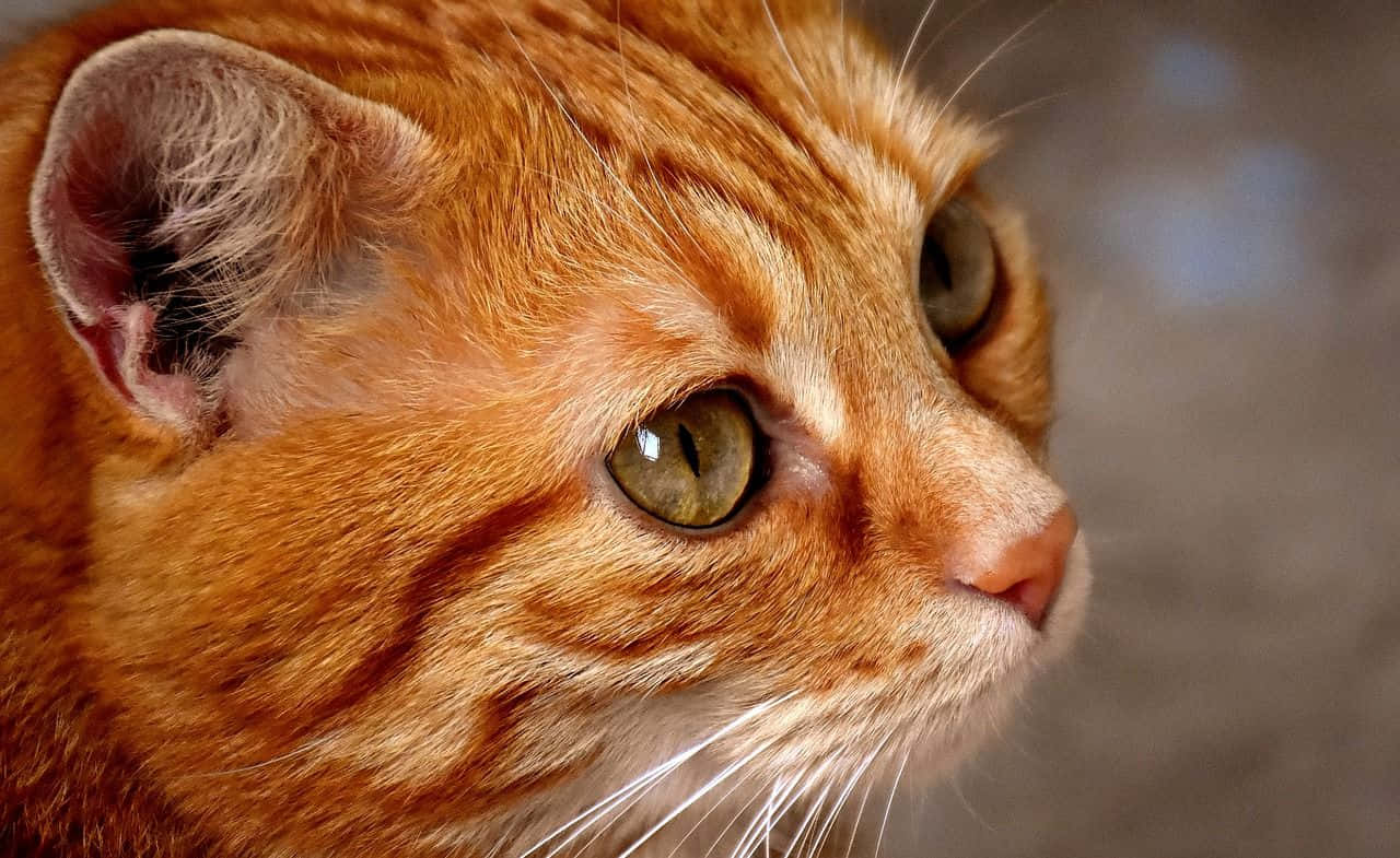 Red Cat 桌布 壁紙 — 薑黃色虎斑貓臉部特寫，擁有引人注目的綠色眼睛，若有所思地望向一旁。