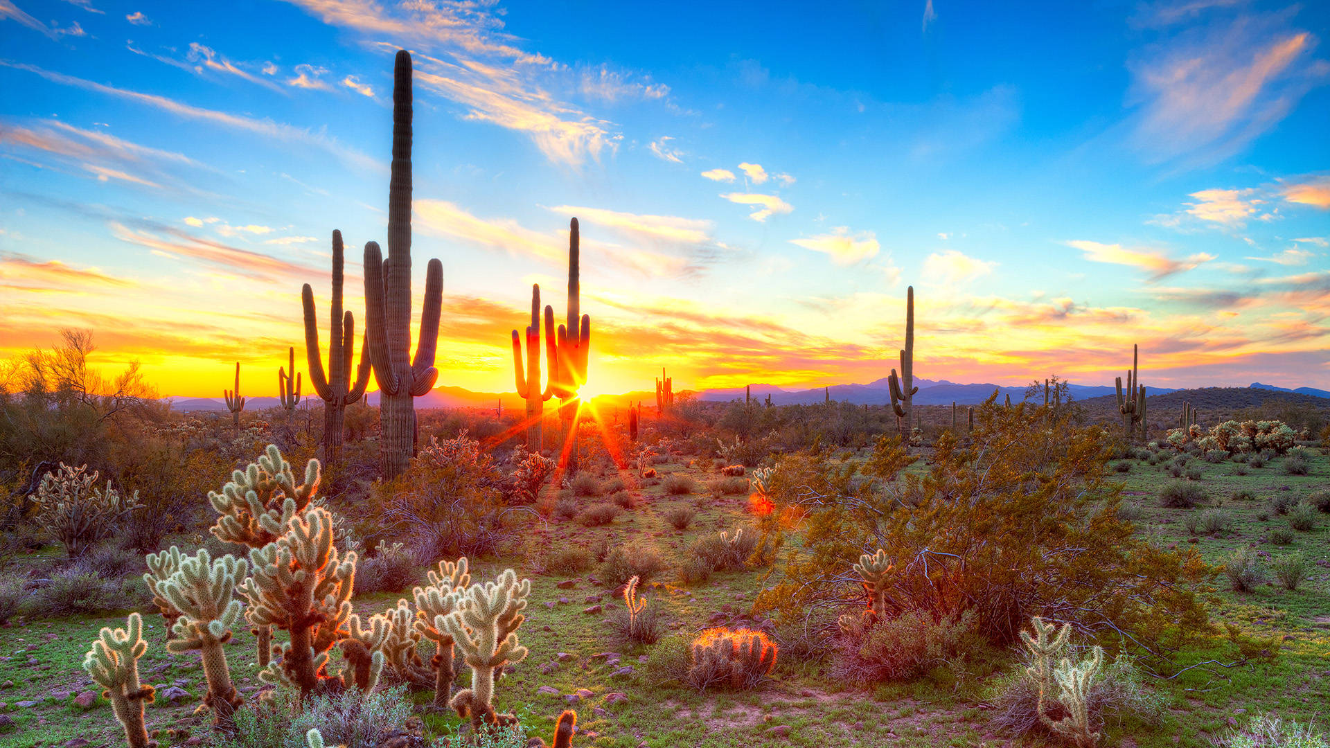 Arizona 桌布 壁紙 — 薩瓜羅仙人掌在充滿活力的日落天空下高高聳立，金色的光線在沙漠地形上投下長長的陰影。