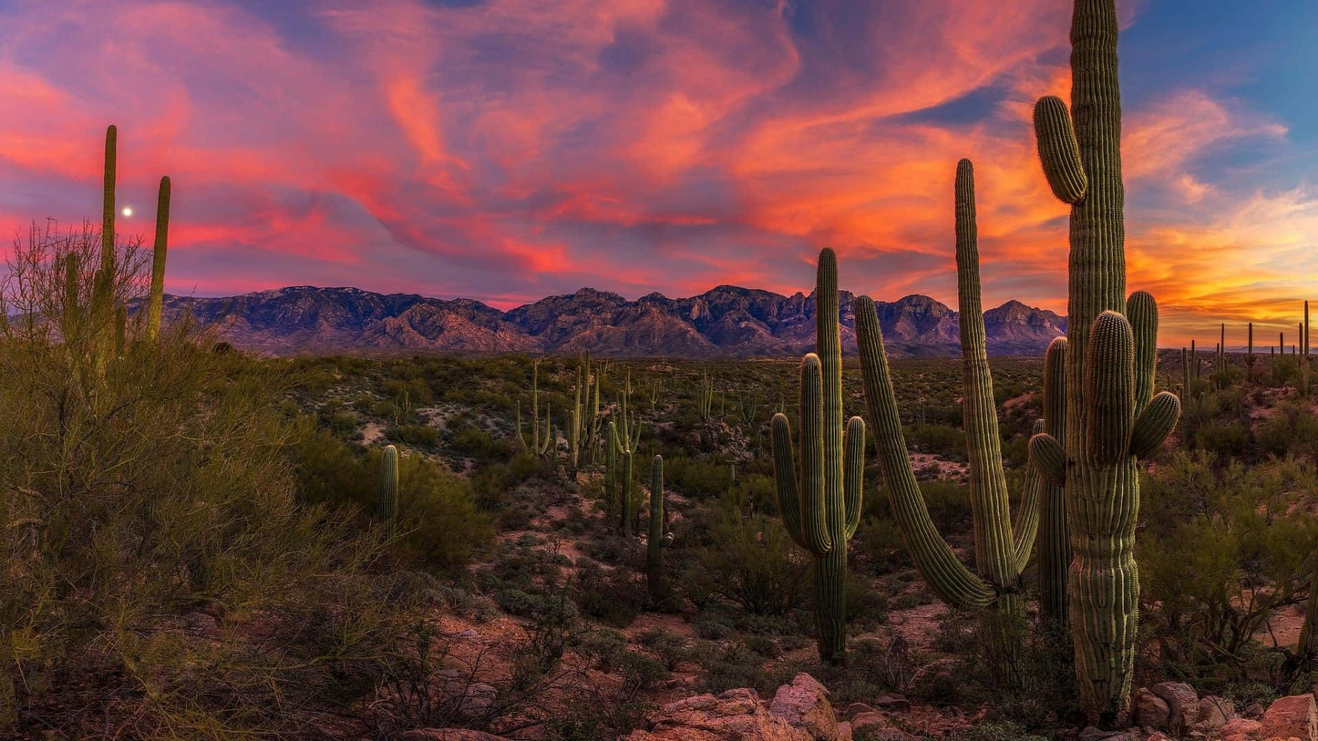 Arizona 桌布 壁紙 — 薩瓜羅仙人掌在沙漠中高高聳立，夕陽下，遠山之上有火紅的粉橙色雲彩。