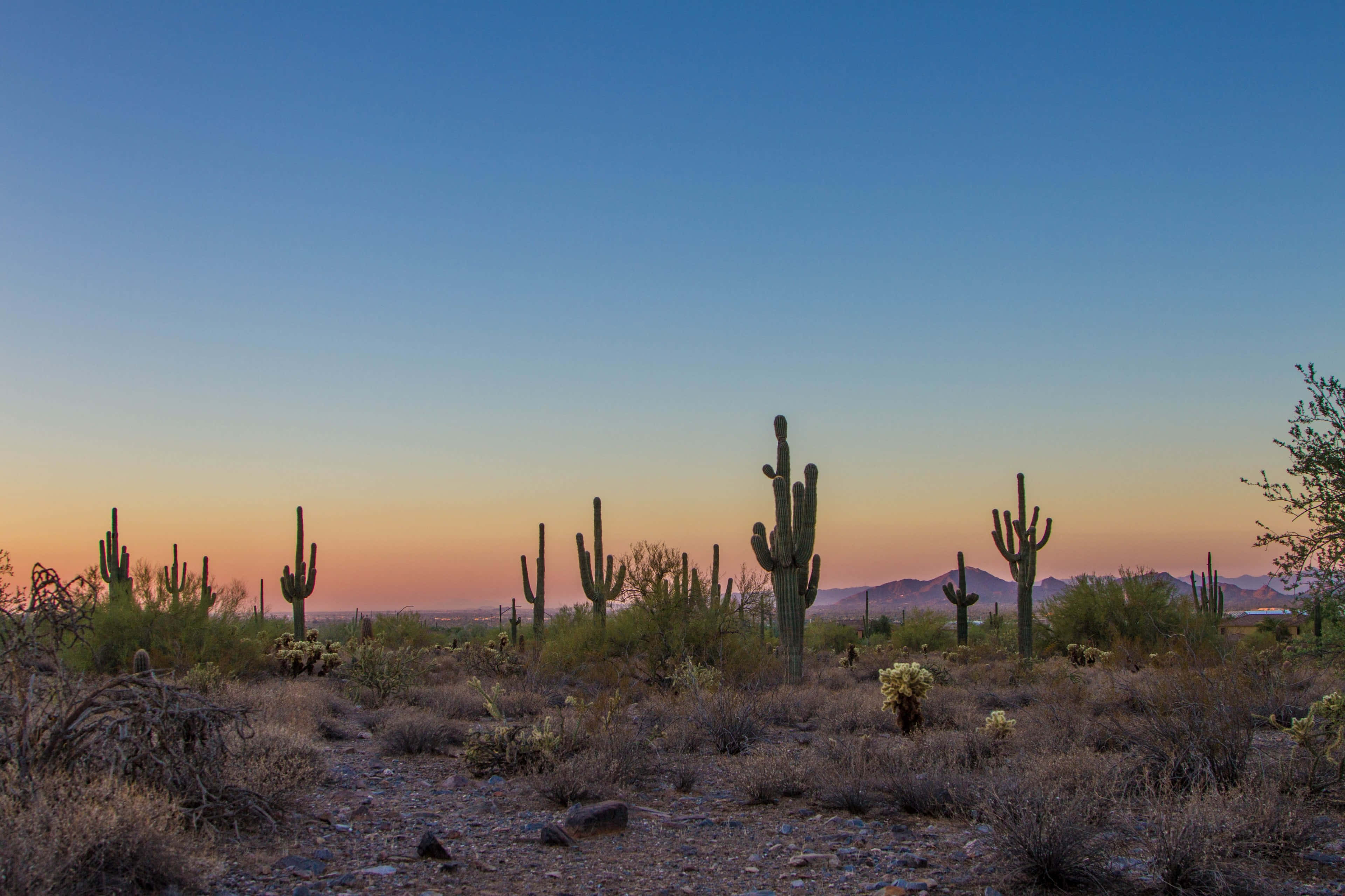 Cactus 桌布 壁紙 — 薩瓜羅仙人掌在沙漠中高高聳立，夕陽的天空從橙色漸變到藍色。
