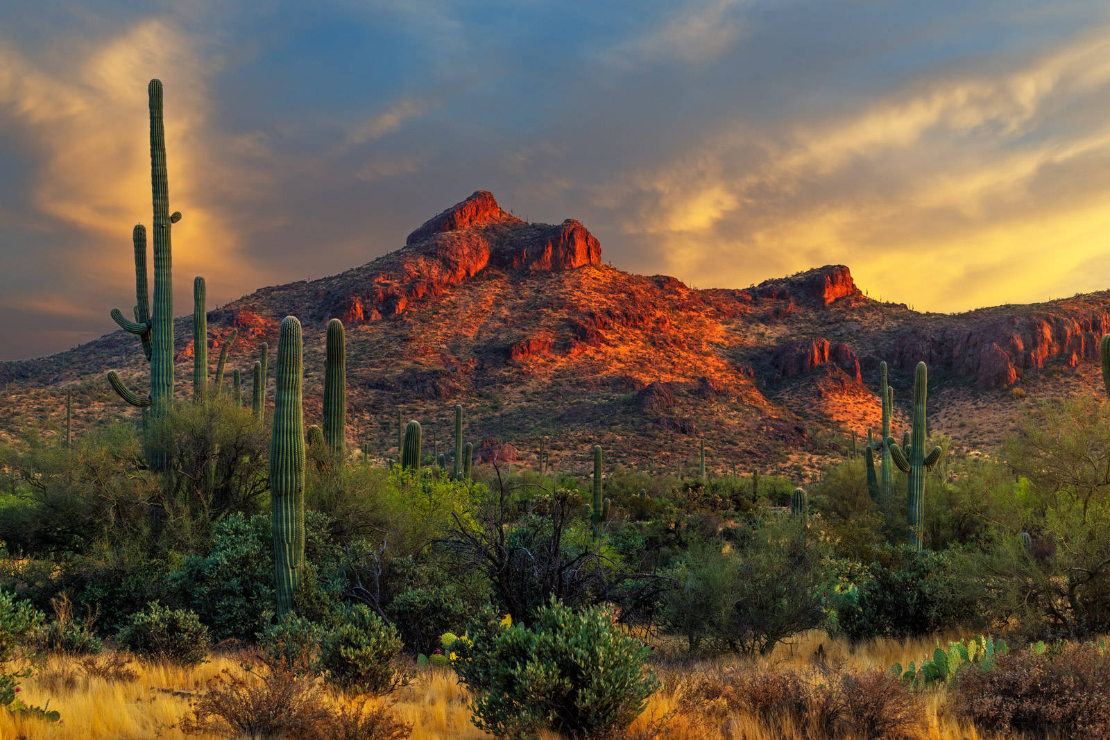 Arizona 桌布 壁紙 — 薩瓜羅仙人掌在沙漠景觀中高聳矗立，金色夕陽將紅色岩層沐浴在溫暖色調中。