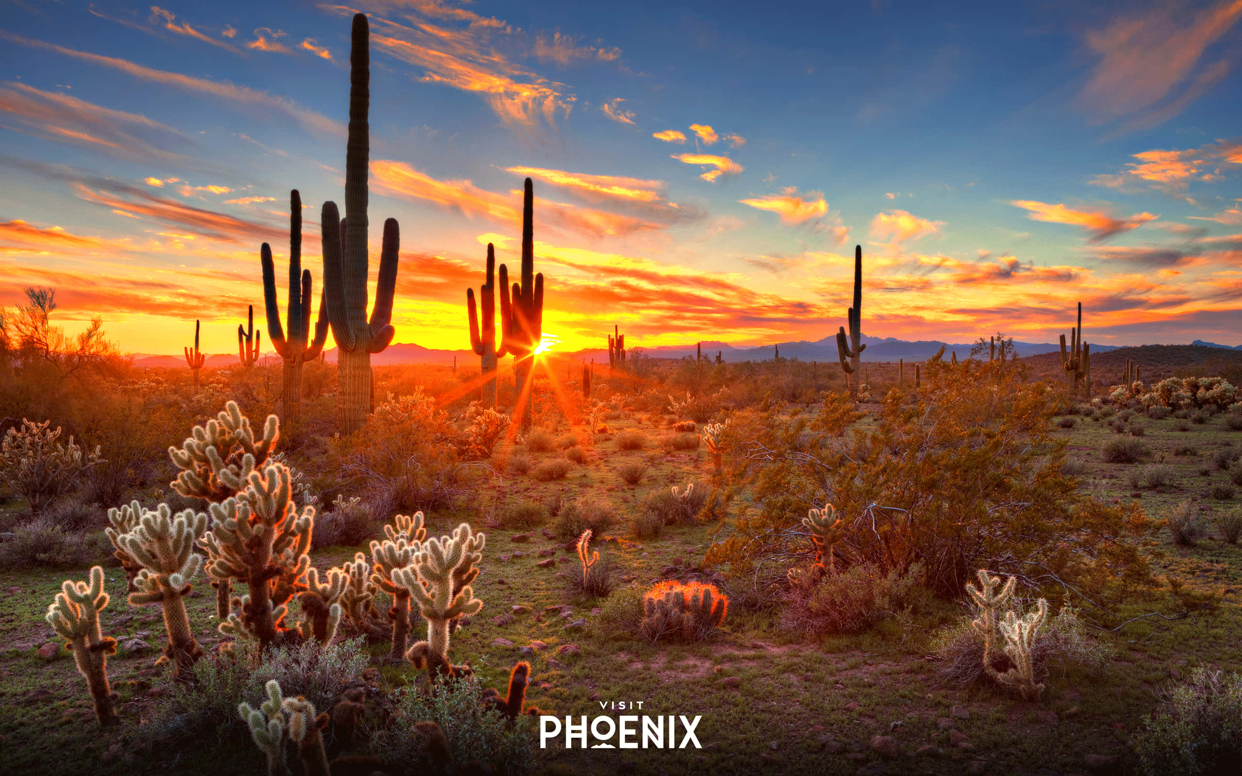 Phoenix Arizona 桌布 壁紙 — 薩瓜羅仙人掌在火紅的日落天空下高高聳立，金色的光芒在沙漠地面上投下長長的陰影。