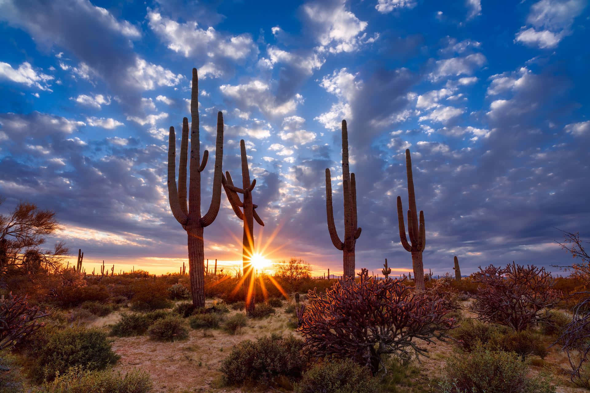 Arizona 桌布 壁紙 — 薩瓜羅仙人掌高聳入雲，映襯著充滿活力的日落天空，戲劇性的雲層和金色的光線穿透而過。