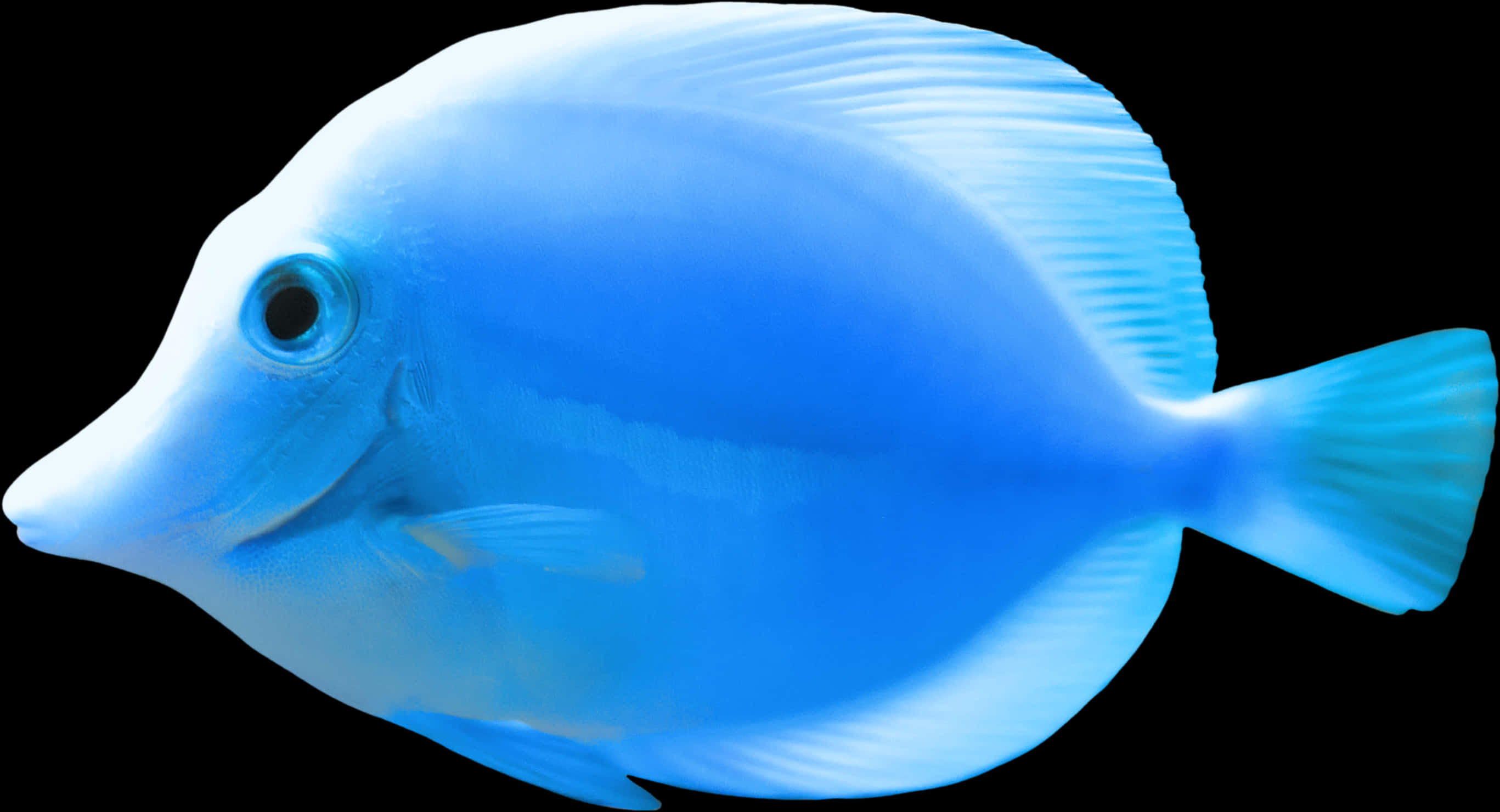 藍倒吊魚 孤立於黑色背景 壁紙