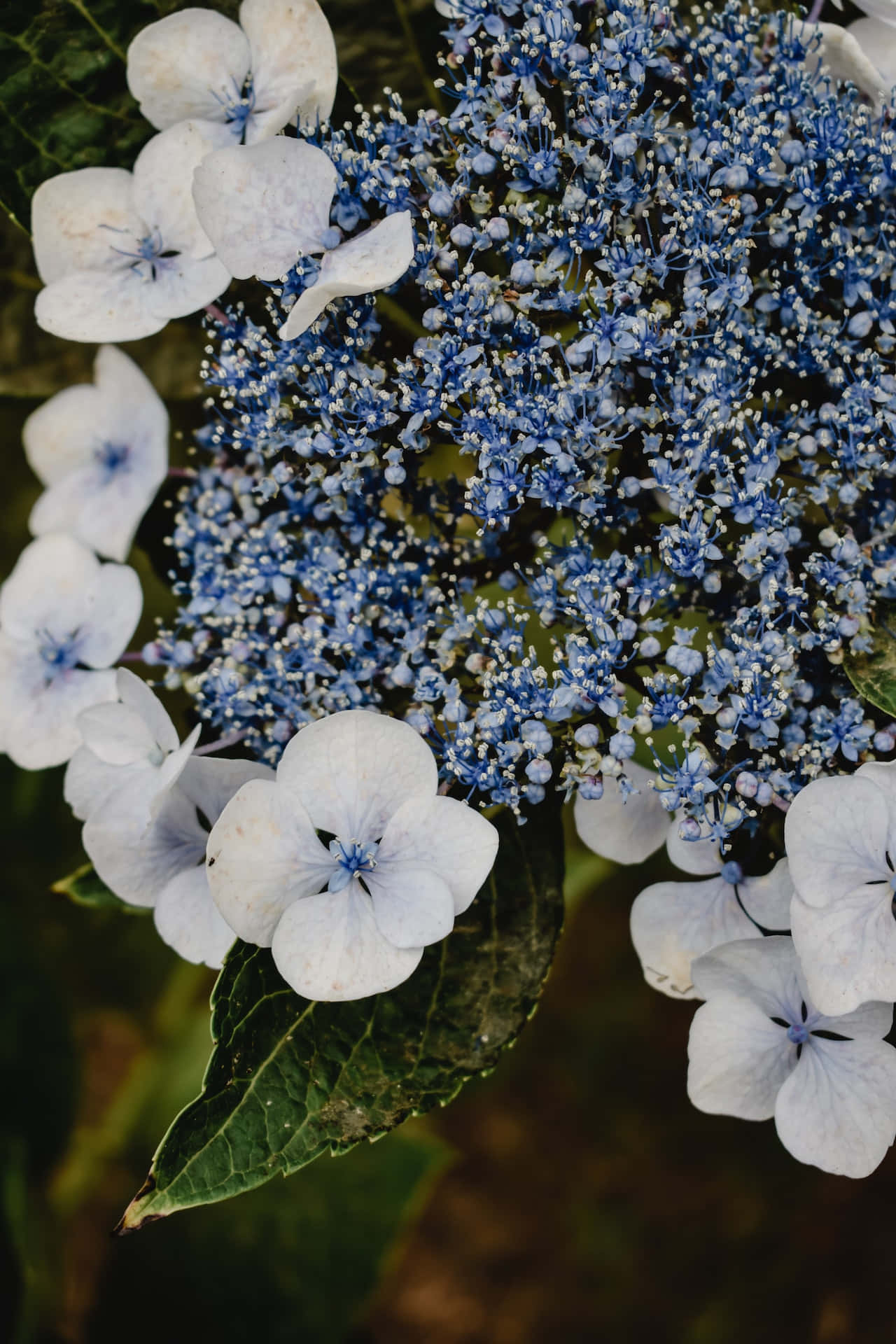 Flowers 桌布 壁紙 — 藍白色繡球花近攝，花瓣細節清晰，綠葉襯托柔和模糊背景。