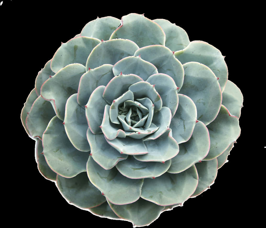 多肉植物仙人掌植物， Plantsarefriends Tumblr Arthoe - 多肉植物 — Google 壁紙