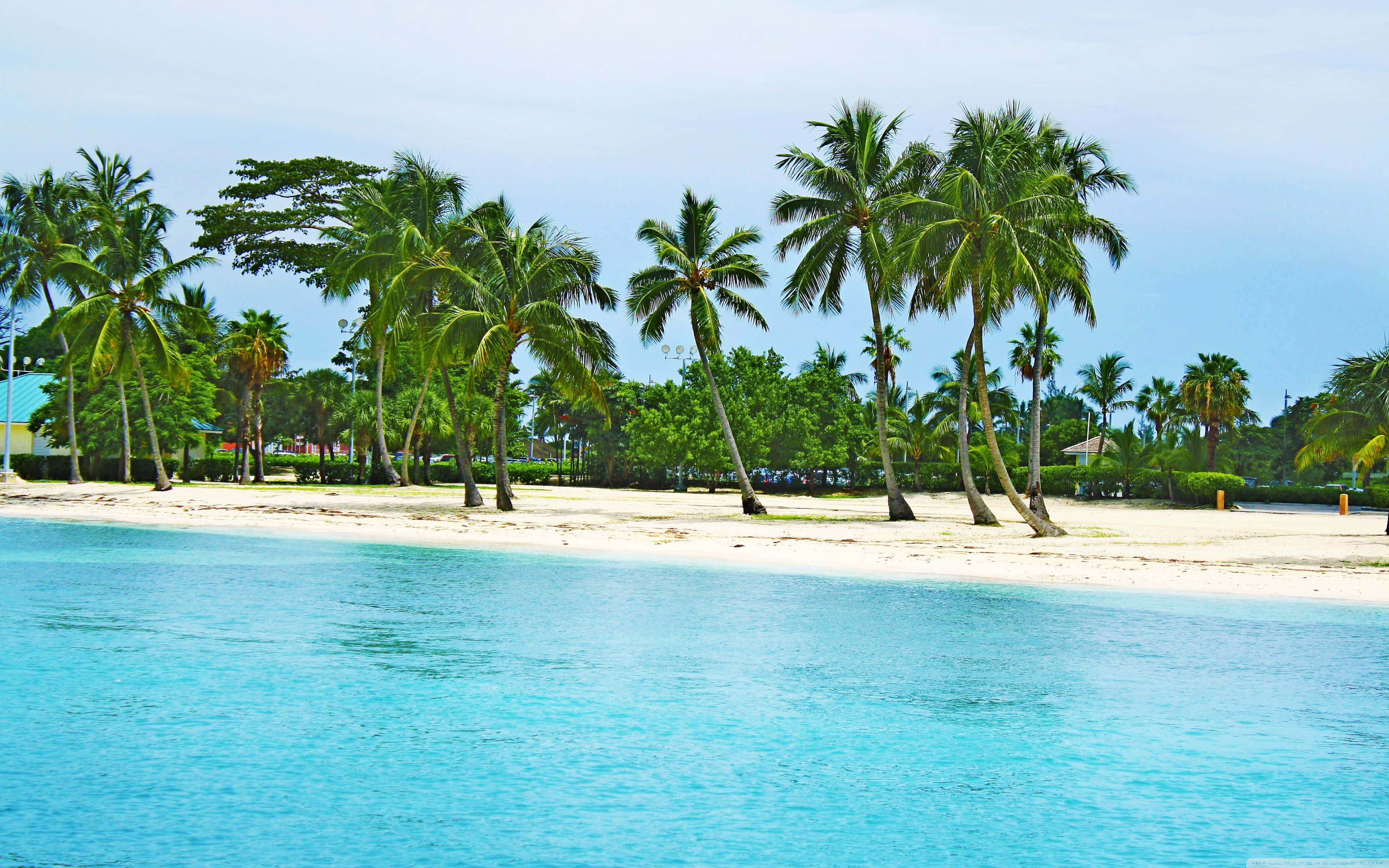 Bahamas Beach 桌布 壁紙 — 藍綠色的海洋拍打著白色沙灘，沙灘上排列著搖曳的棕櫚樹，上方是明亮的藍天。