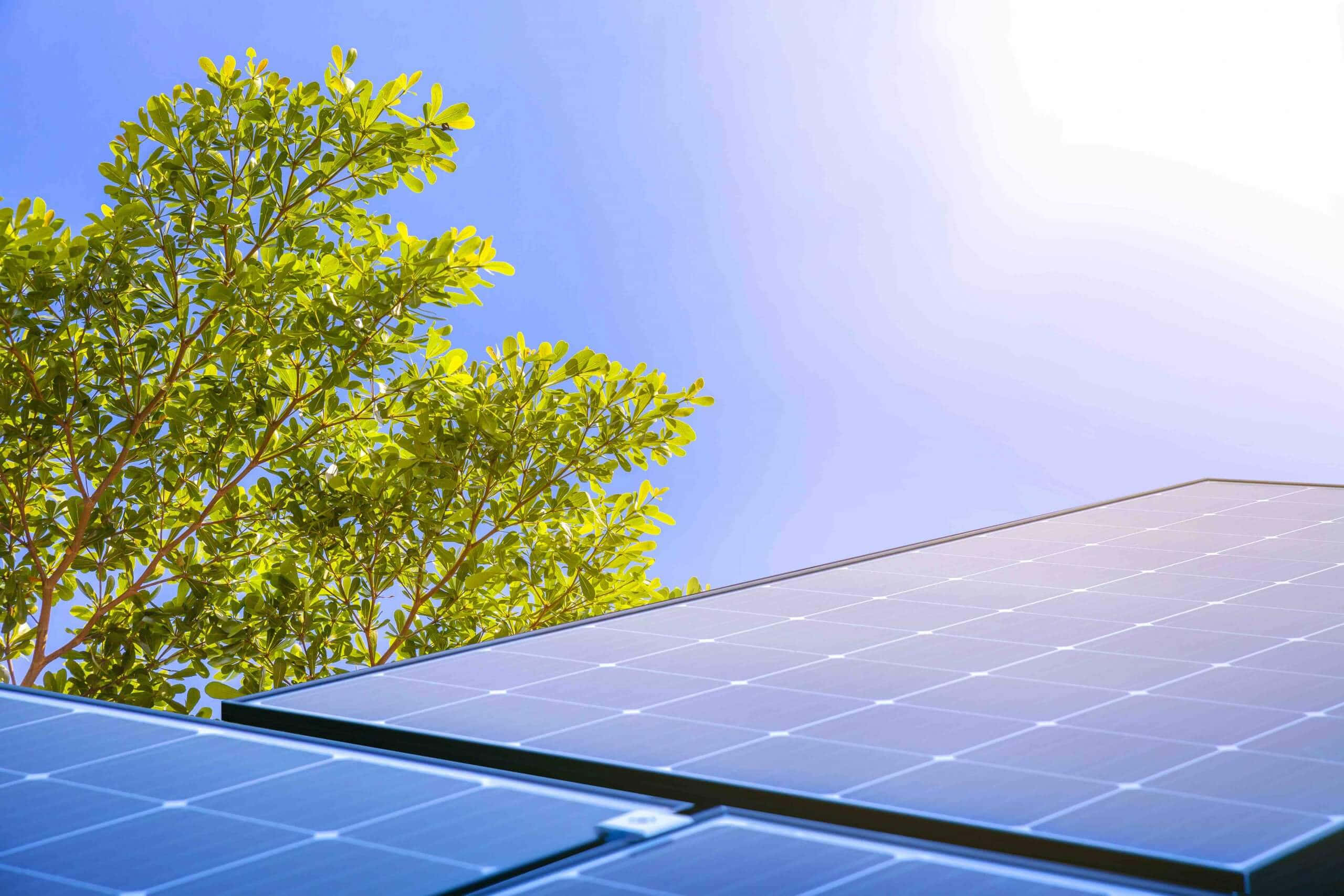 Solar Panel 桌布 壁紙 — 藍色太陽能板在晴朗天空下，於茂盛綠樹枝旁閃耀著明亮陽光。