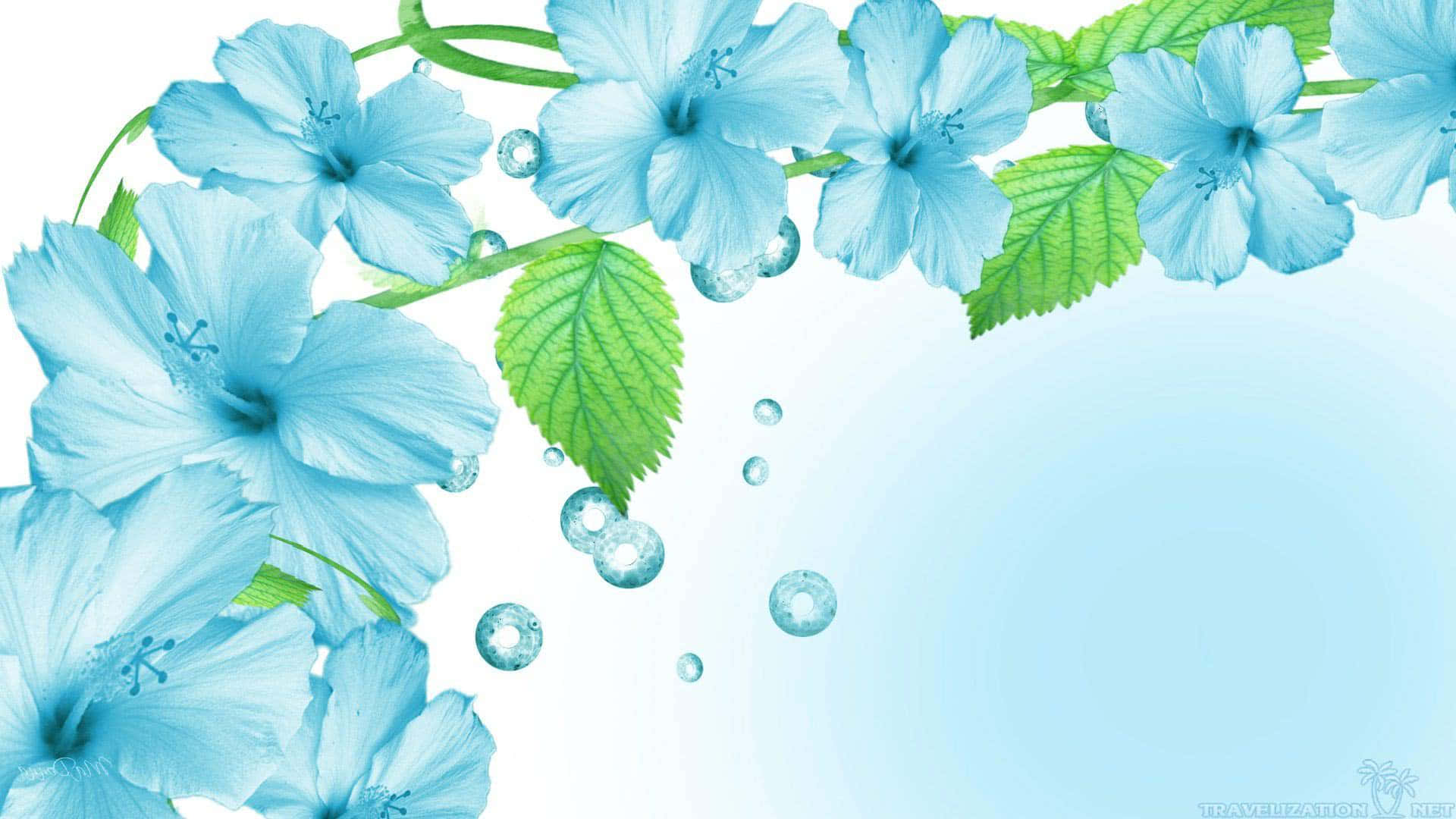 清新 桌布 壁紙 — 藍色木槿花配以綠葉和水珠，在柔和漸變背景上框住左上角。