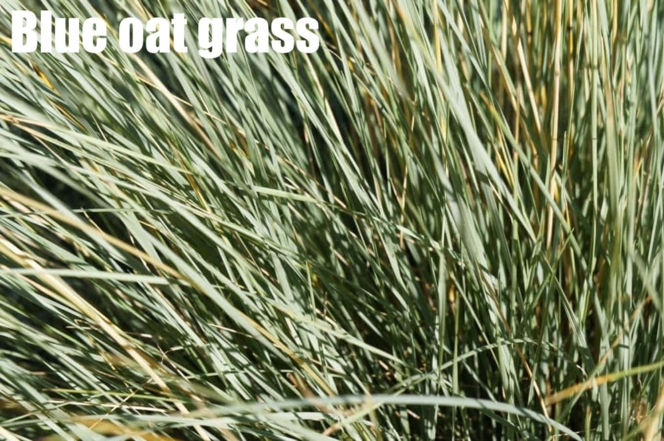 Grass 桌布 壁紙 — 藍色燕麥草葉在陽光下搖曳，呈現綠色和金色色調的特寫。
