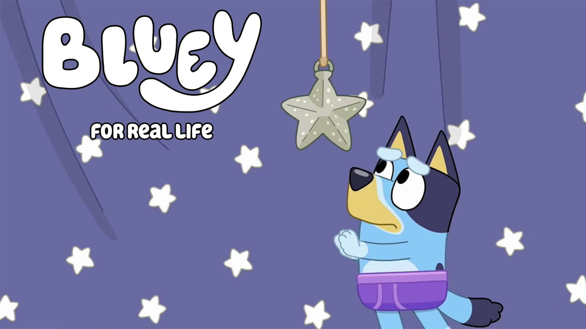 藍色小腳印 桌布 壁紙 — 藍色牧牛犬小狗Bluey抬頭看著掛在紫色星空背景上的星星裝飾。
