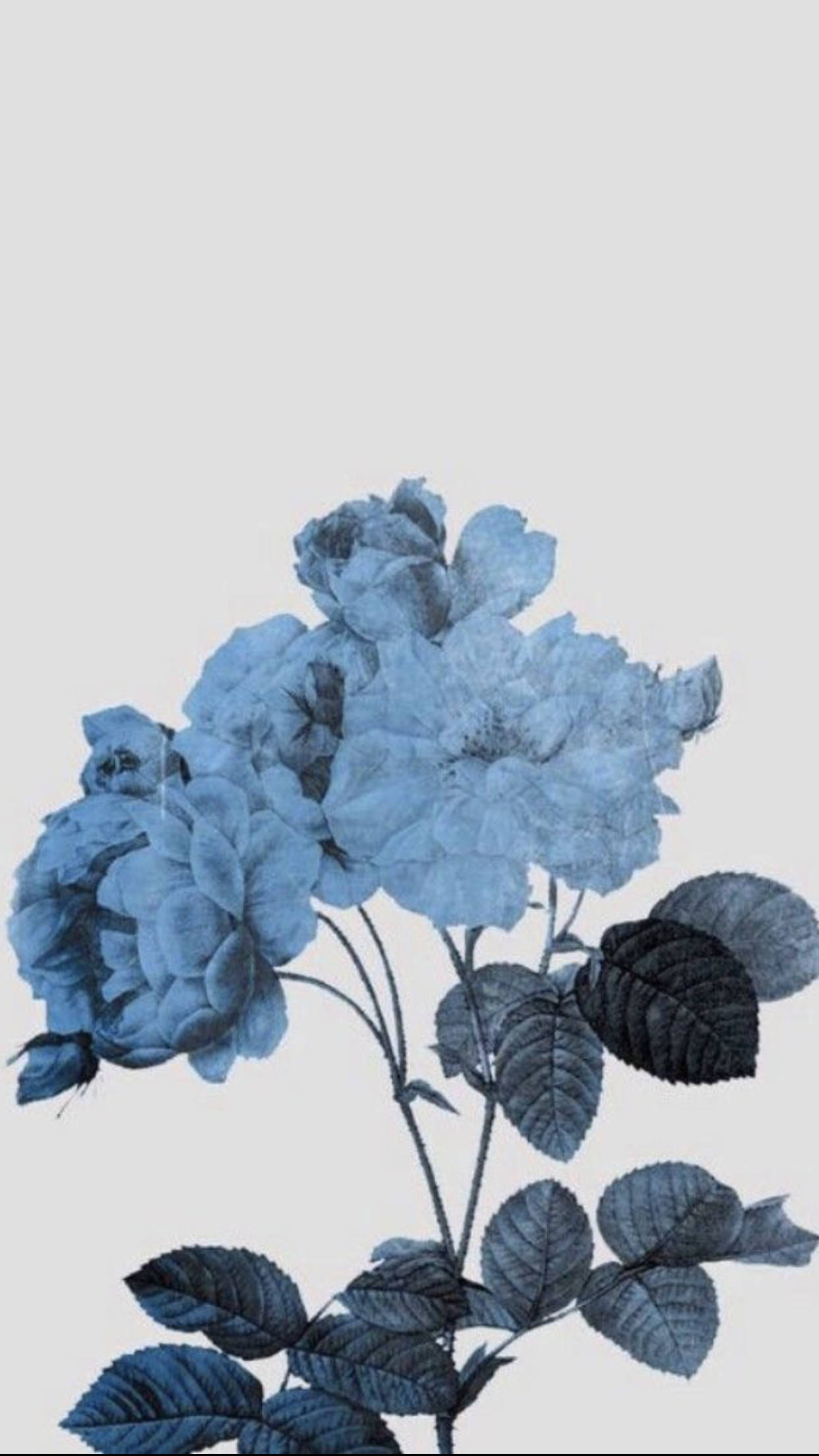 Blue Flower 桌布 壁紙 — 藍色玫瑰搭配深色葉子在淺灰色背景上優雅綻放，呈現極簡植物插圖風格。