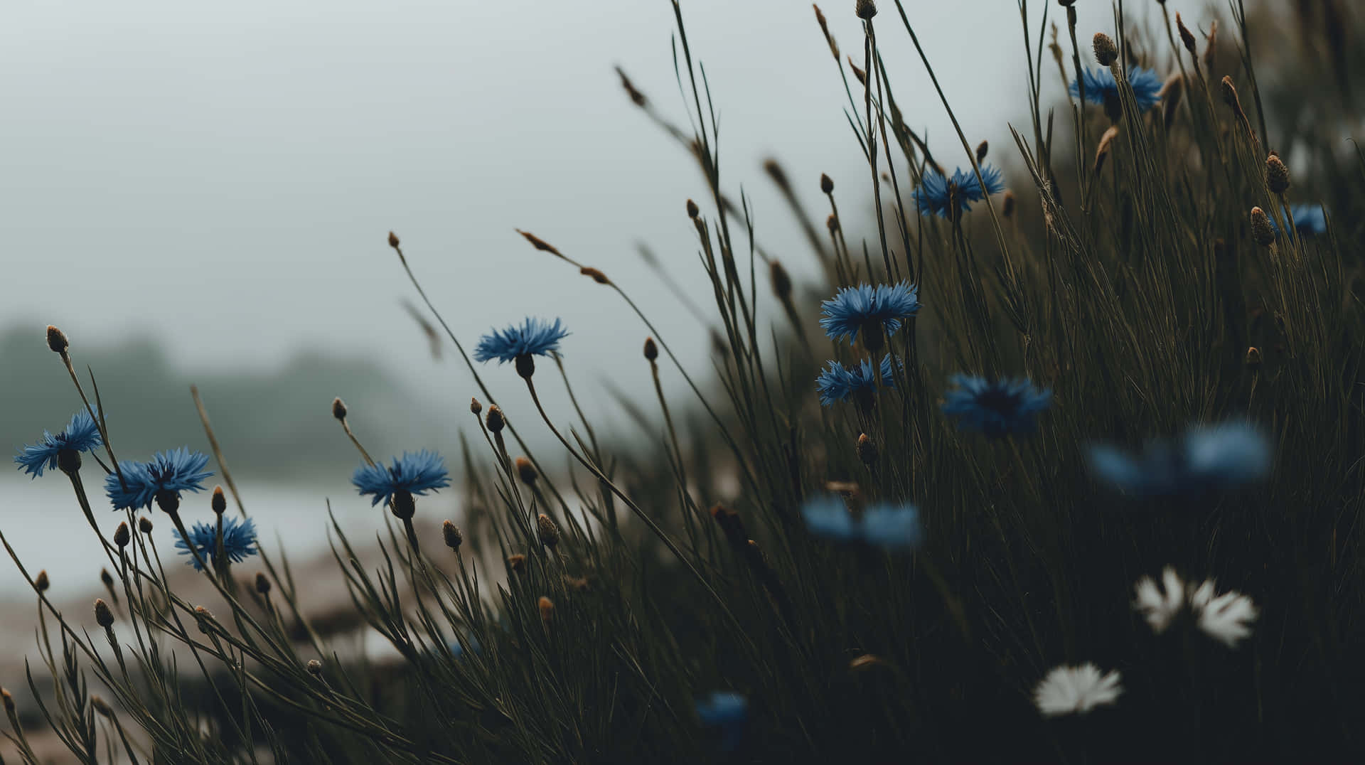 Cornflowers and Grasses by a Misty Waterside 壁紙 — 藍色矢車菊和白色雛菊在薄霧籠罩的田野中輕輕搖曳，色調柔和淡雅。