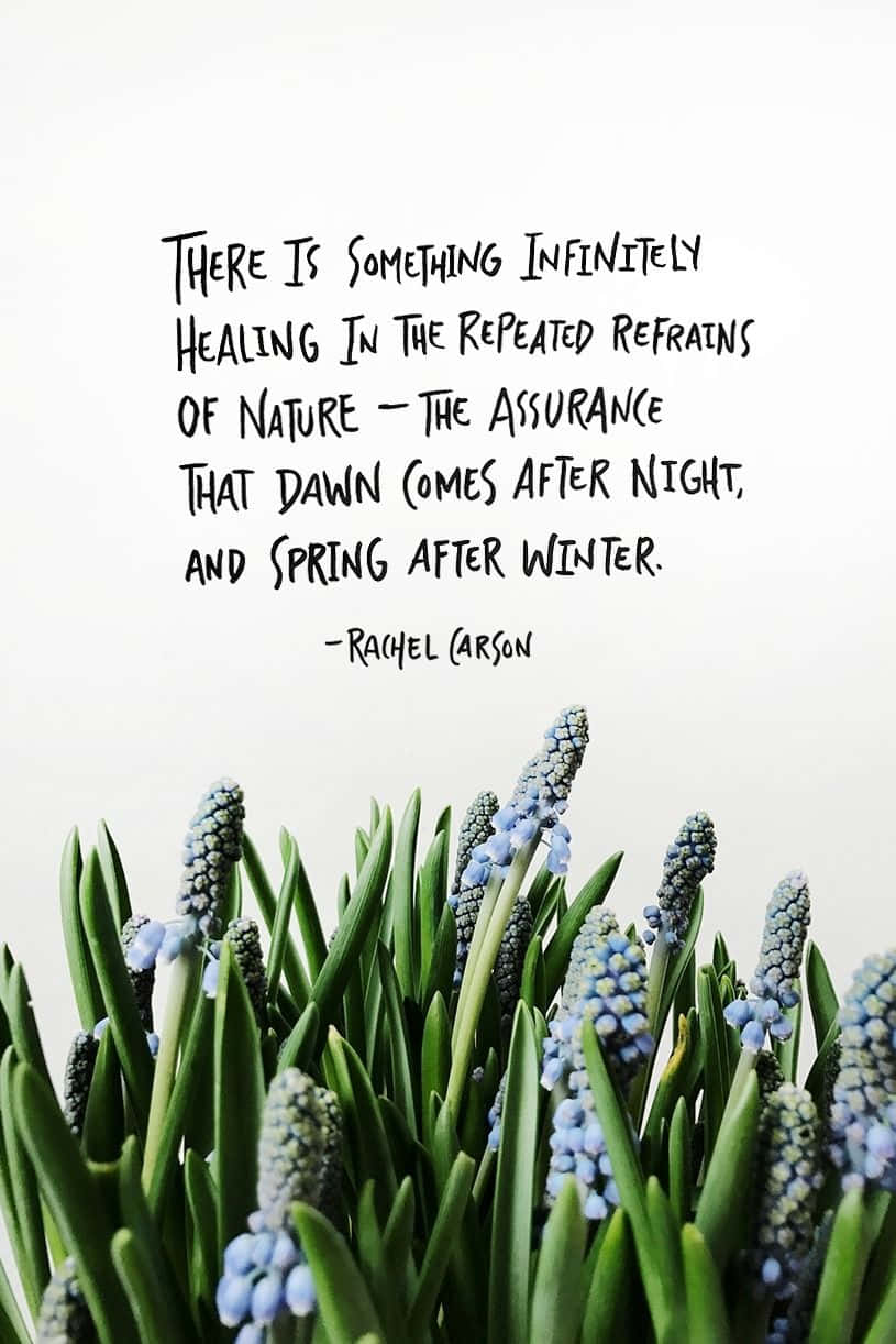 Spring Inspirational 桌布 壁紙 — 藍色葡萄風信子在柔和的白色背景上綻放，並附有Rachel Carson手寫的關於黎明和春天的引言。