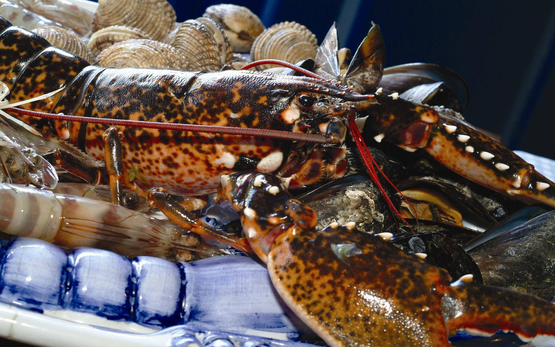 Lobster 桌布 壁紙 — 藍色陶瓷盤上，一隻活斑點龍蝦被蛤蜊和貽貝包圍的鮮豔特寫。