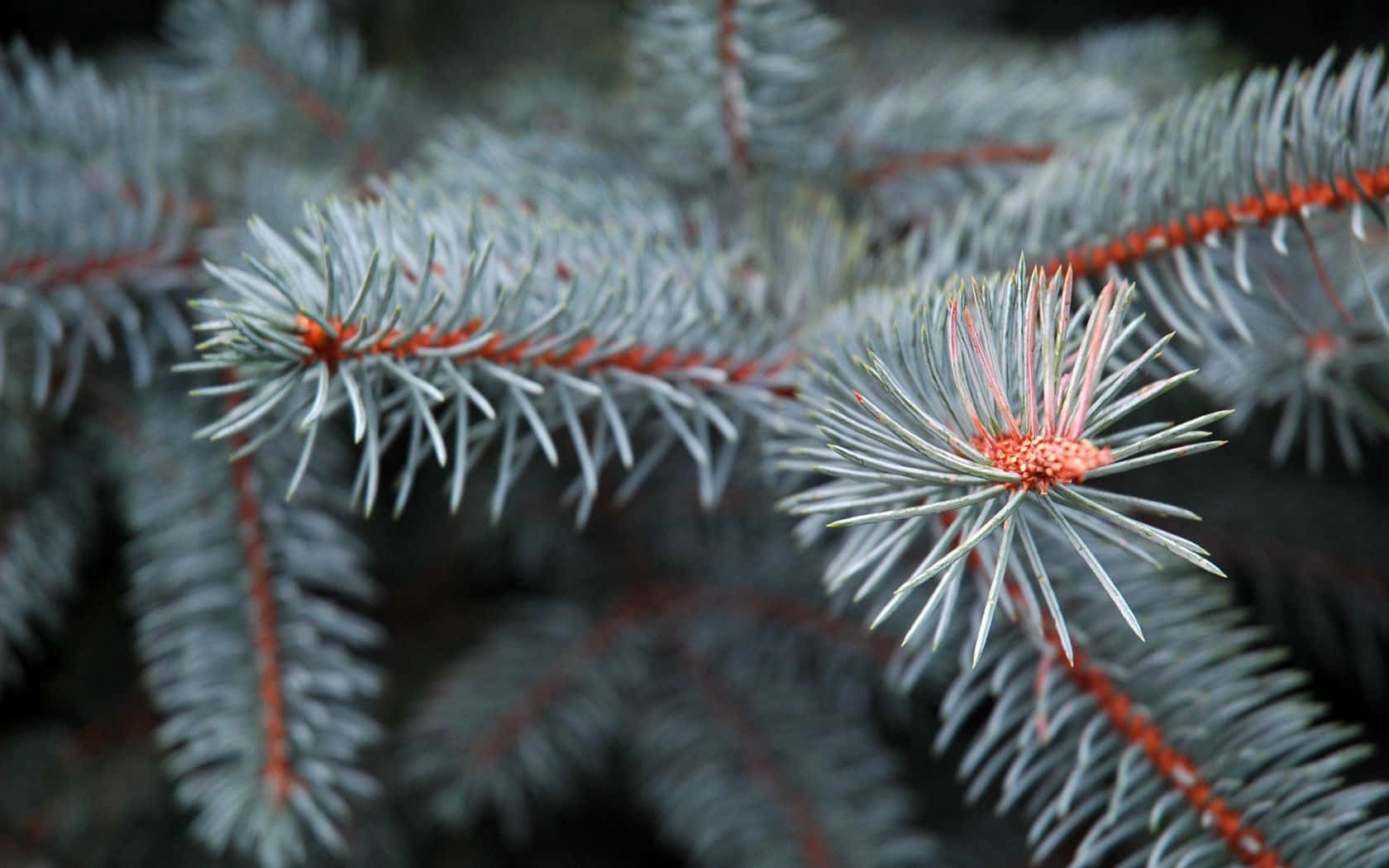 Pine Tree 桌布 壁紙 — 藍雲杉樹枝特寫，帶有鮮豔的紅橙色莖和針葉，背景柔和模糊。