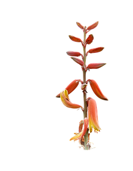 蘆薈開花的花莖 壁紙