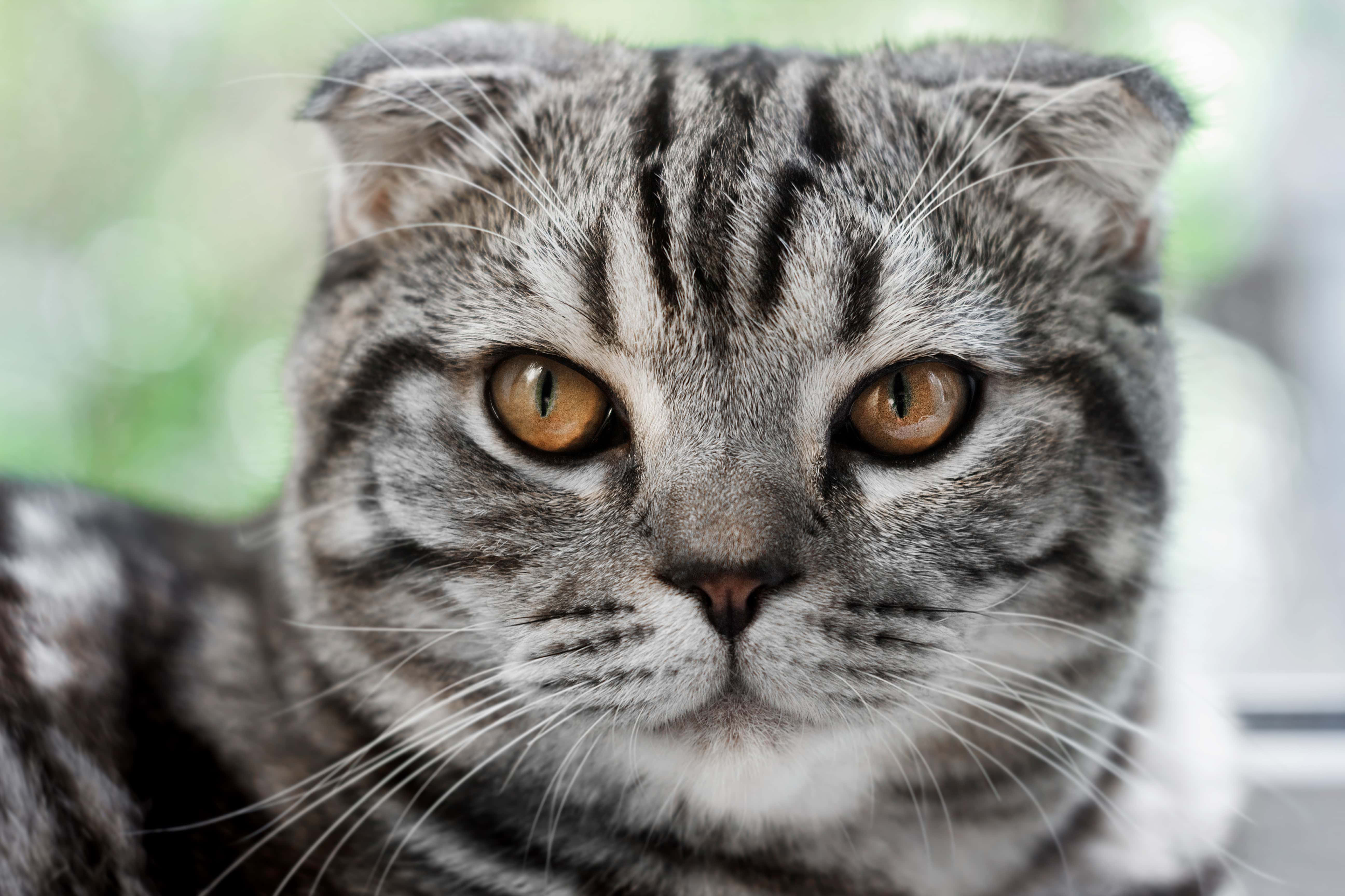 American Shorthair 桌布 壁紙 — 蘇格蘭摺耳貓的特寫，擁有引人注目的琥珀色眼睛和柔軟的灰色虎斑毛髮，專注地凝視著。